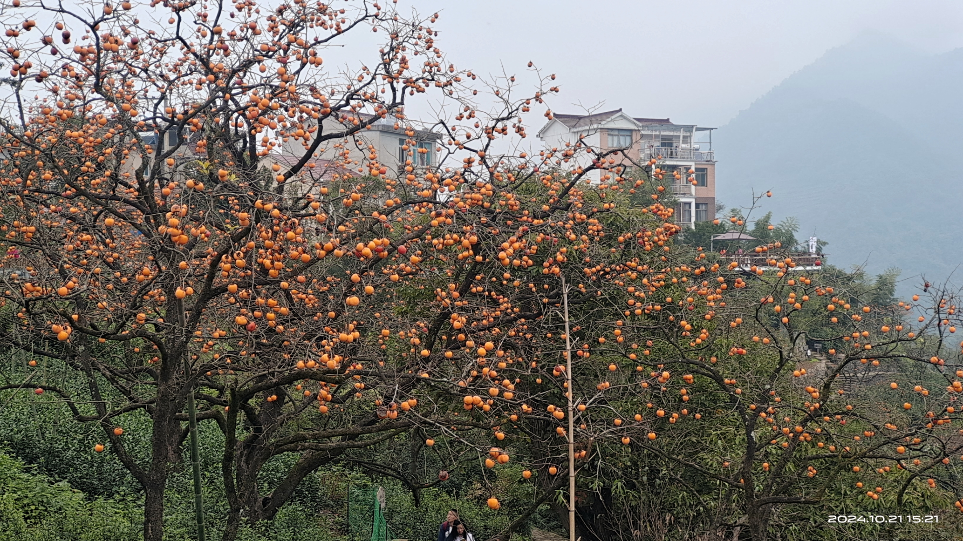 柿柿如意呀