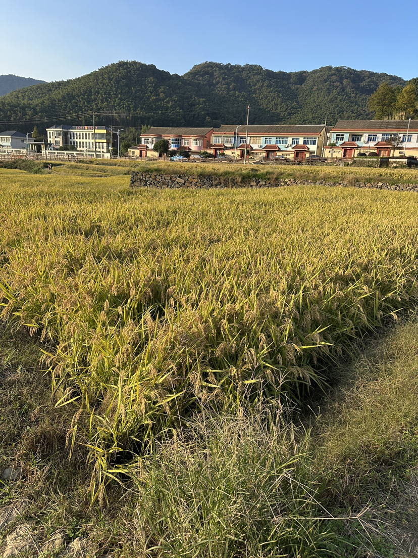 指南山非常美,天童山徒步的自然风光太差了,幸亏终点处有一片没被收割的稻田,值得喝杯咖啡,躺平在类似巴厘岛的稻田咖啡店吊床