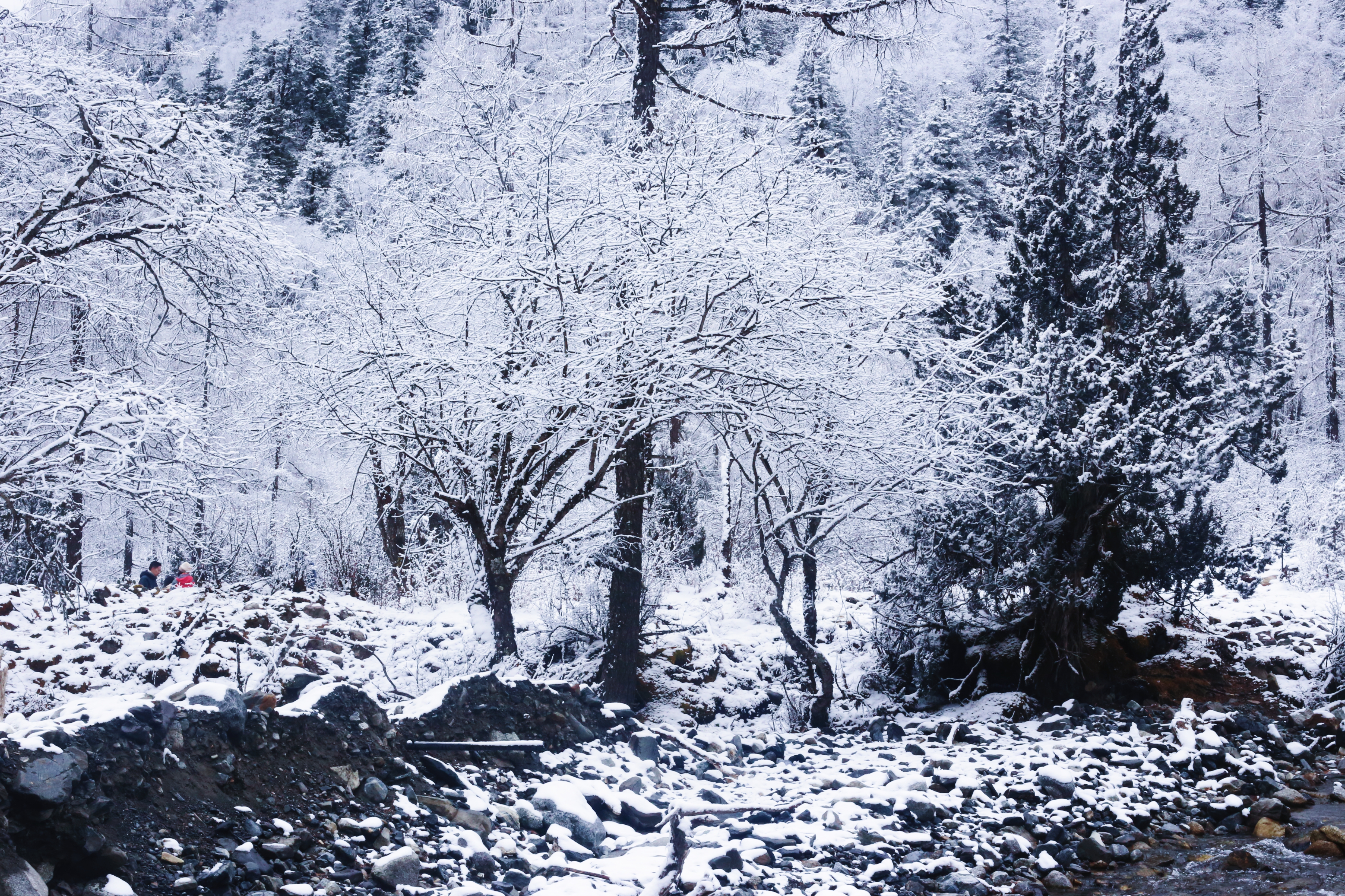 春看百花冬看雪,醒亦念卿,梦亦念卿