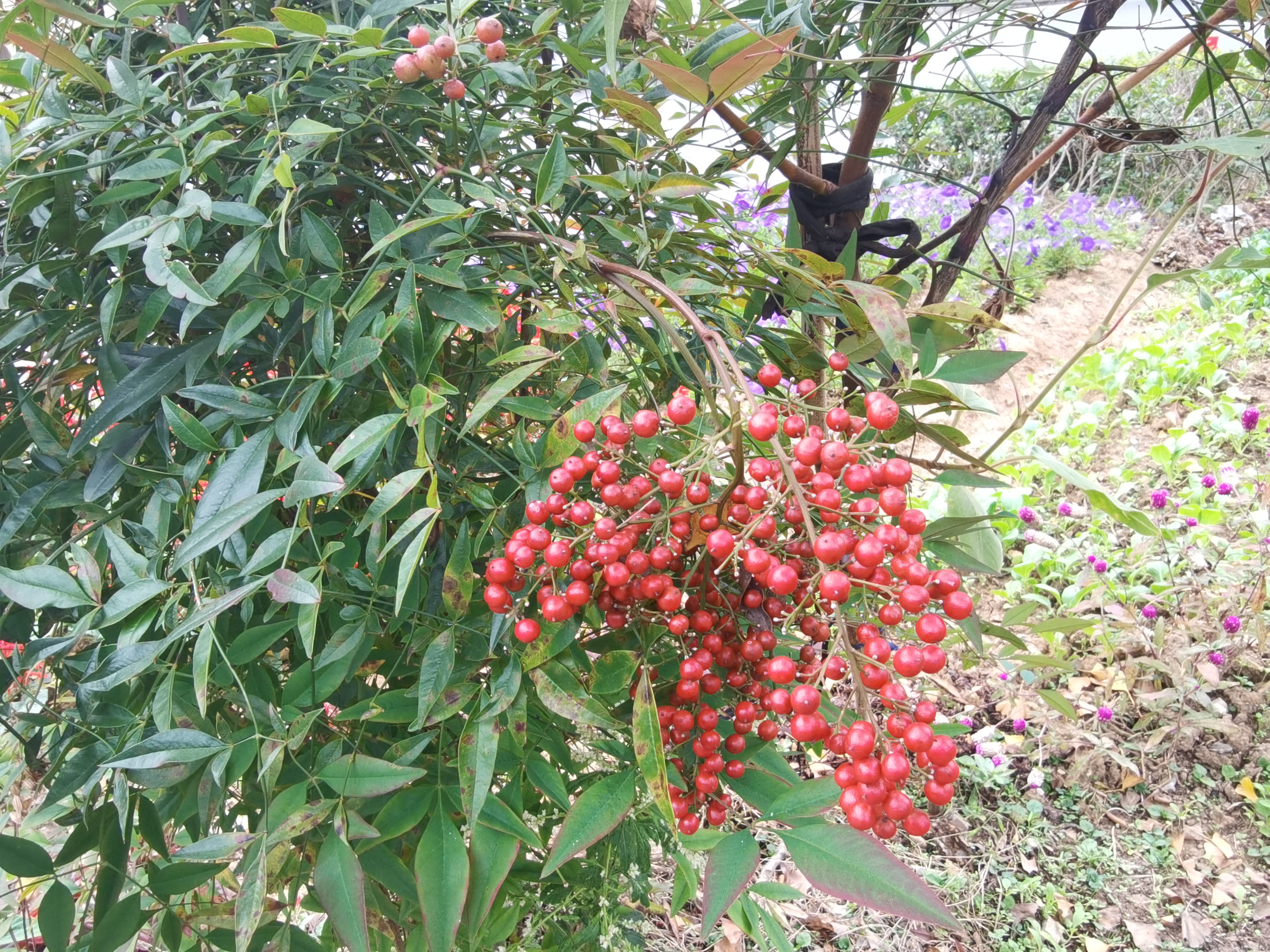 秋游