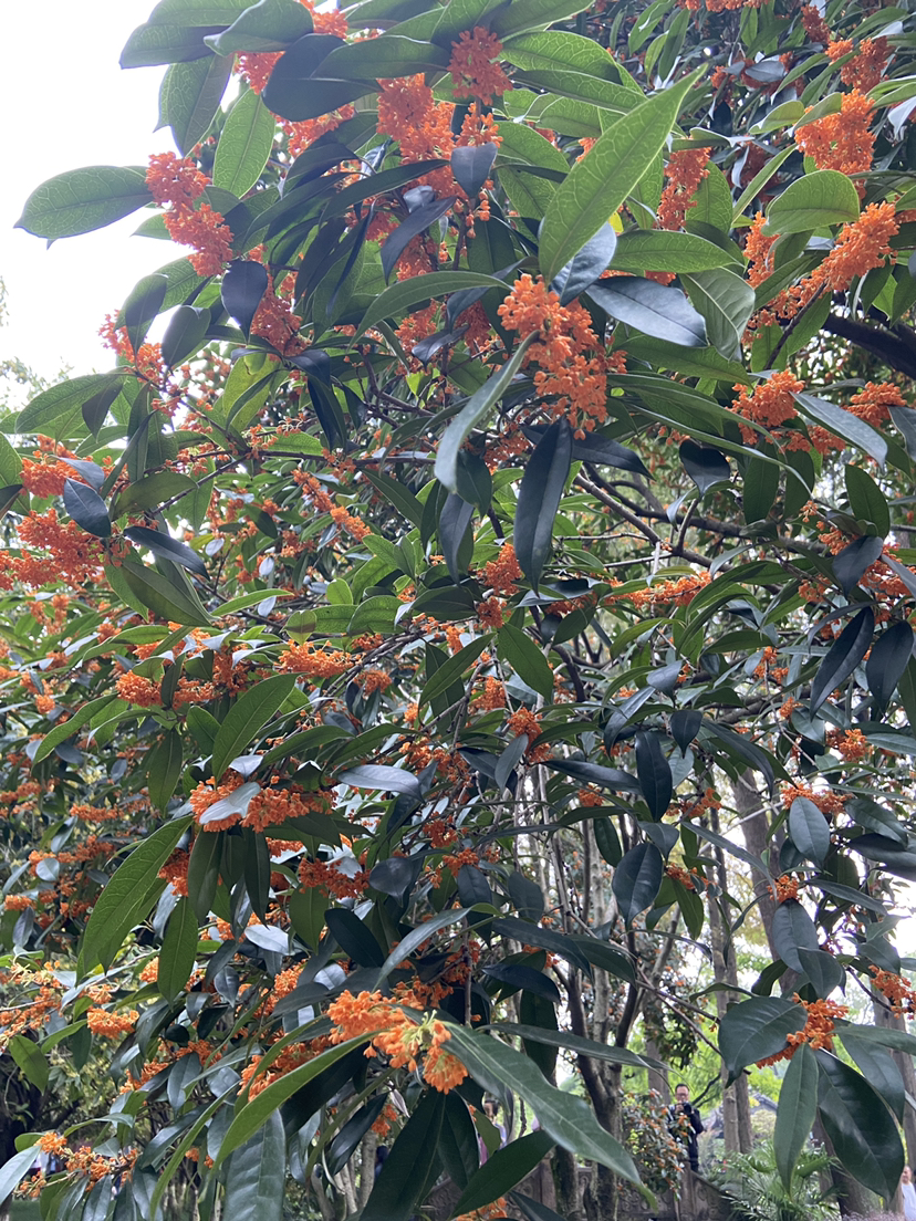 花草