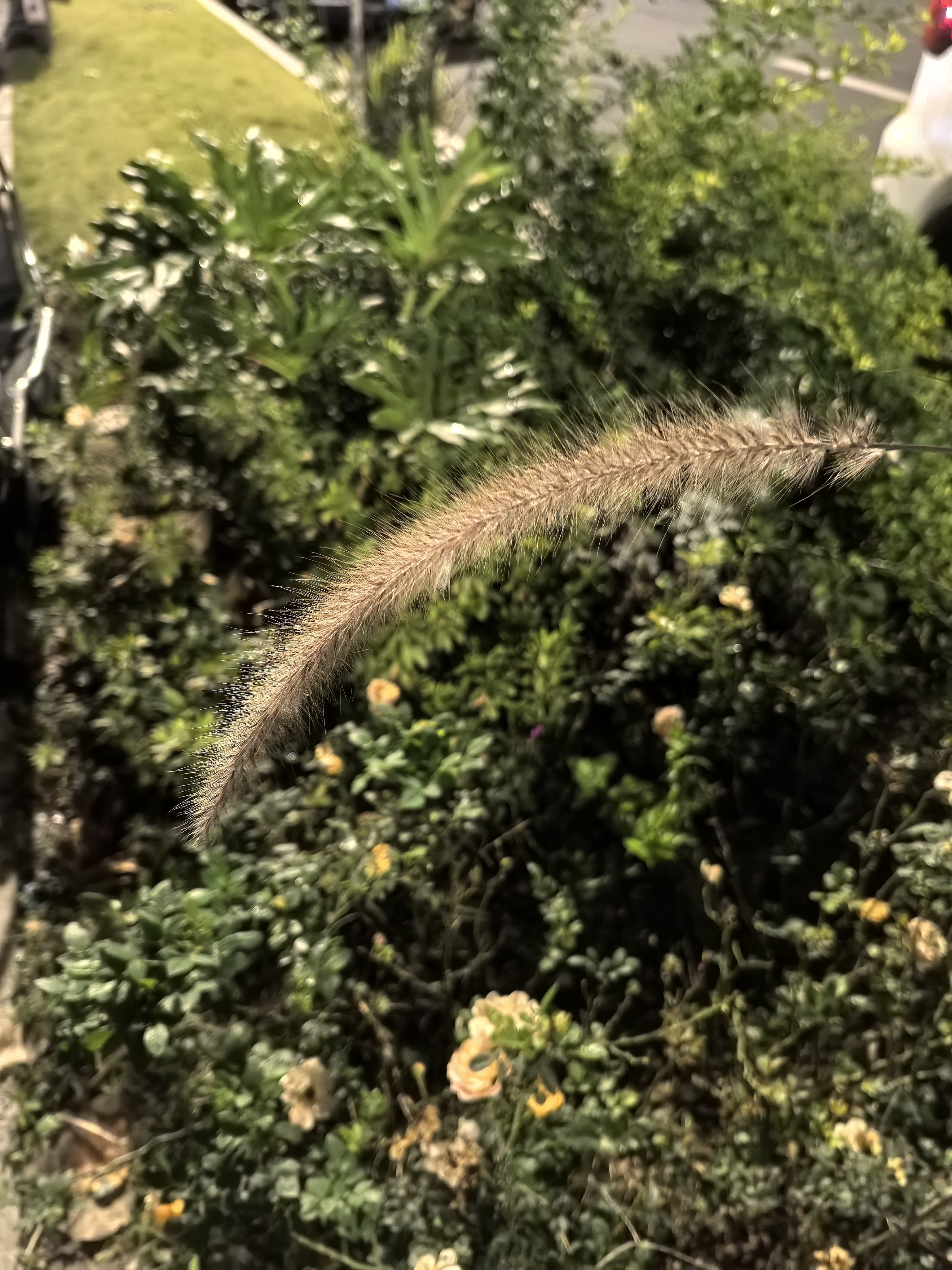 狗尾巴草,童年回忆狗尾巴草