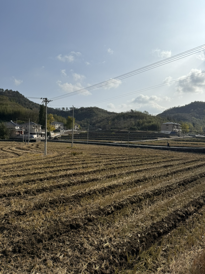 万市杨家村看银杏