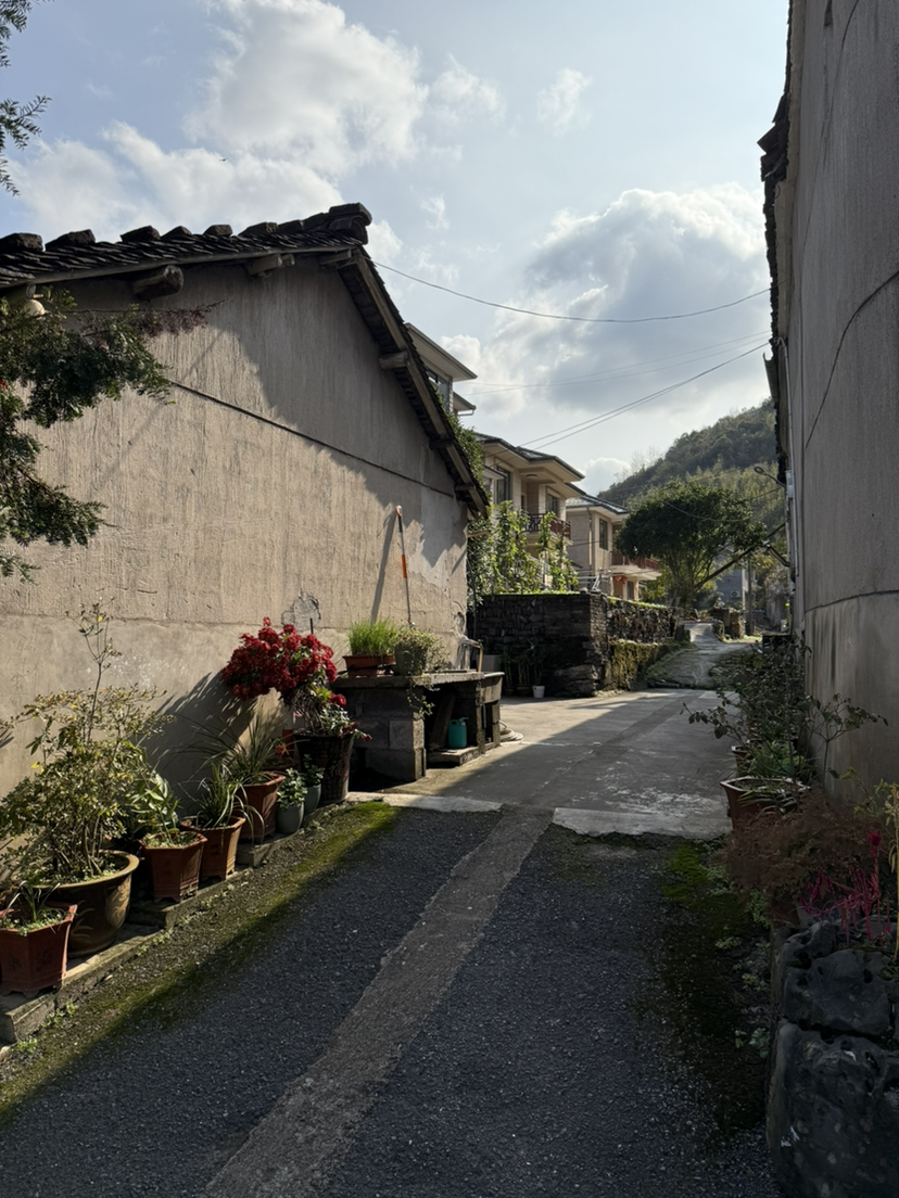 万市杨家村看银杏