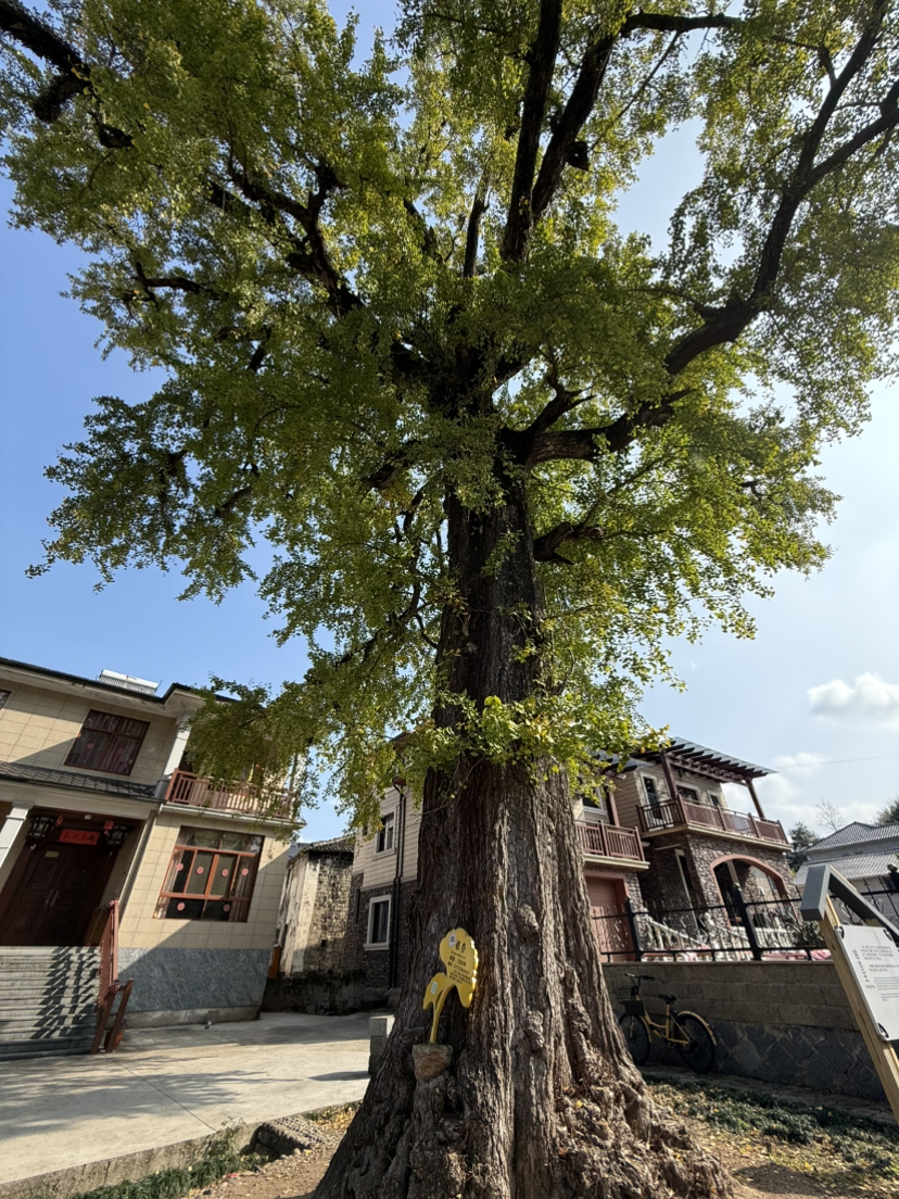 万市杨家村看银杏