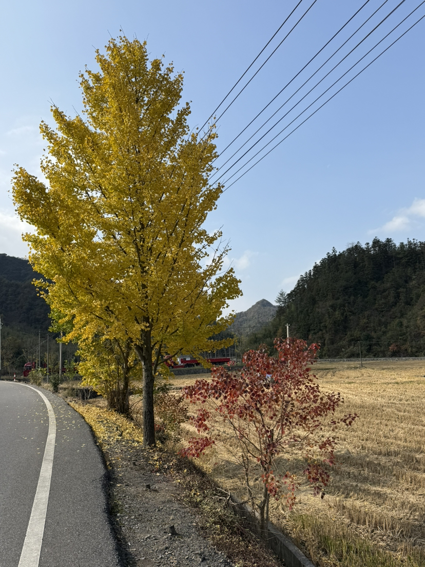 万市杨家村看银杏