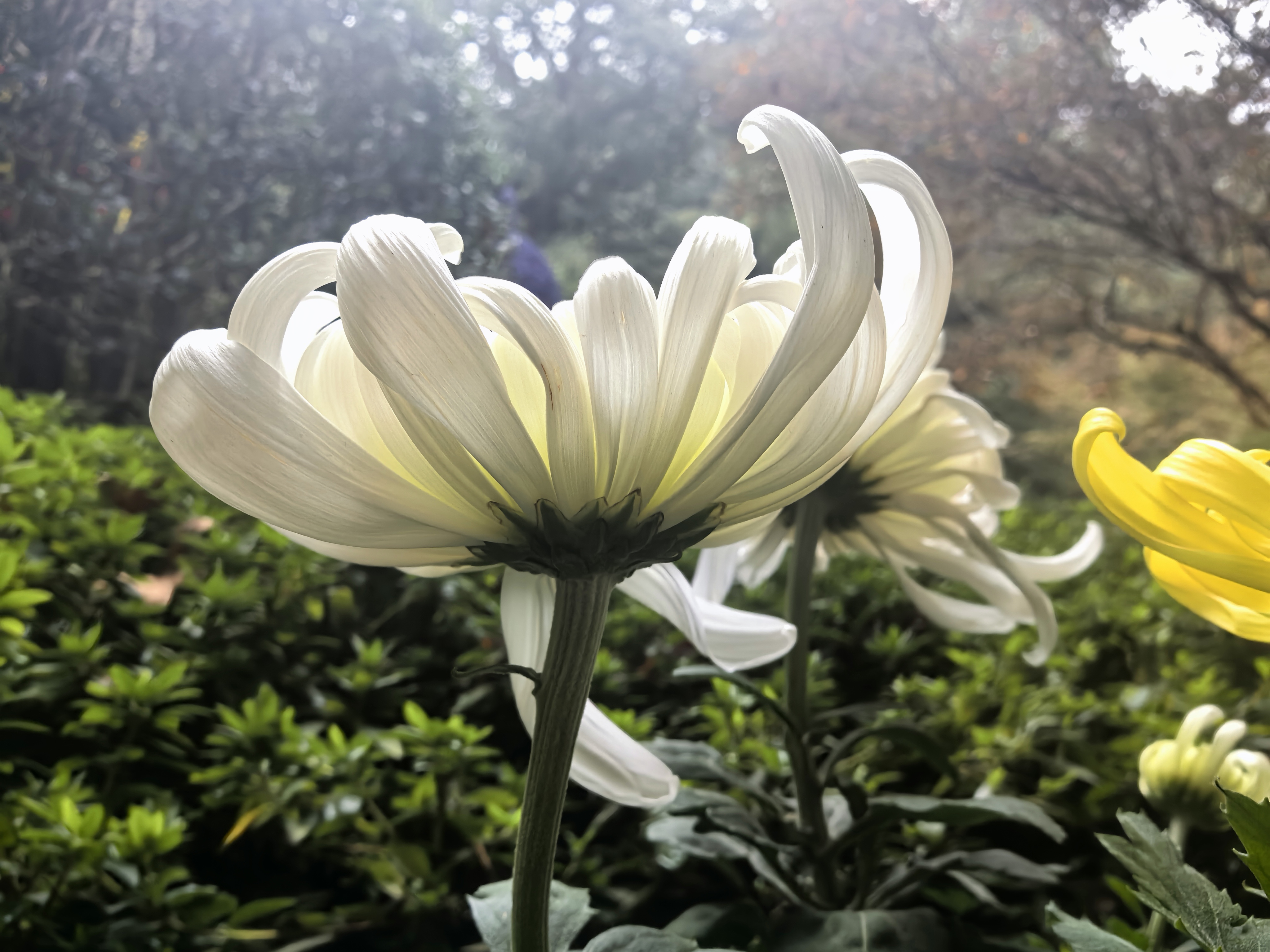 杭州植物园菊花展