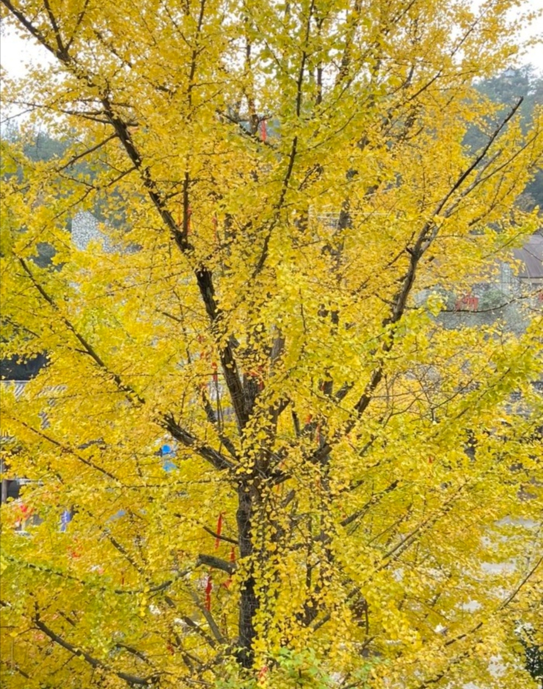 九皇山免票1日游