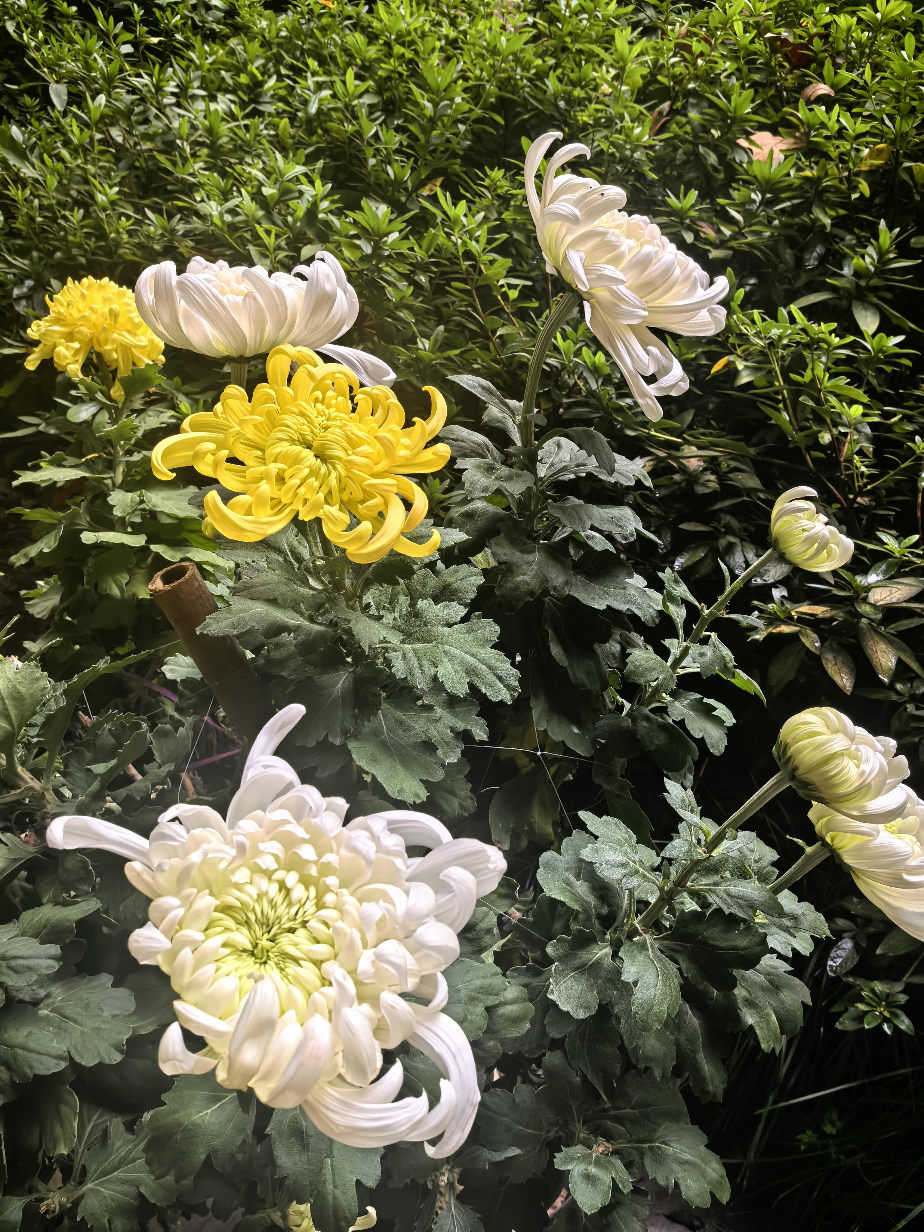 杭州植物园菊花展