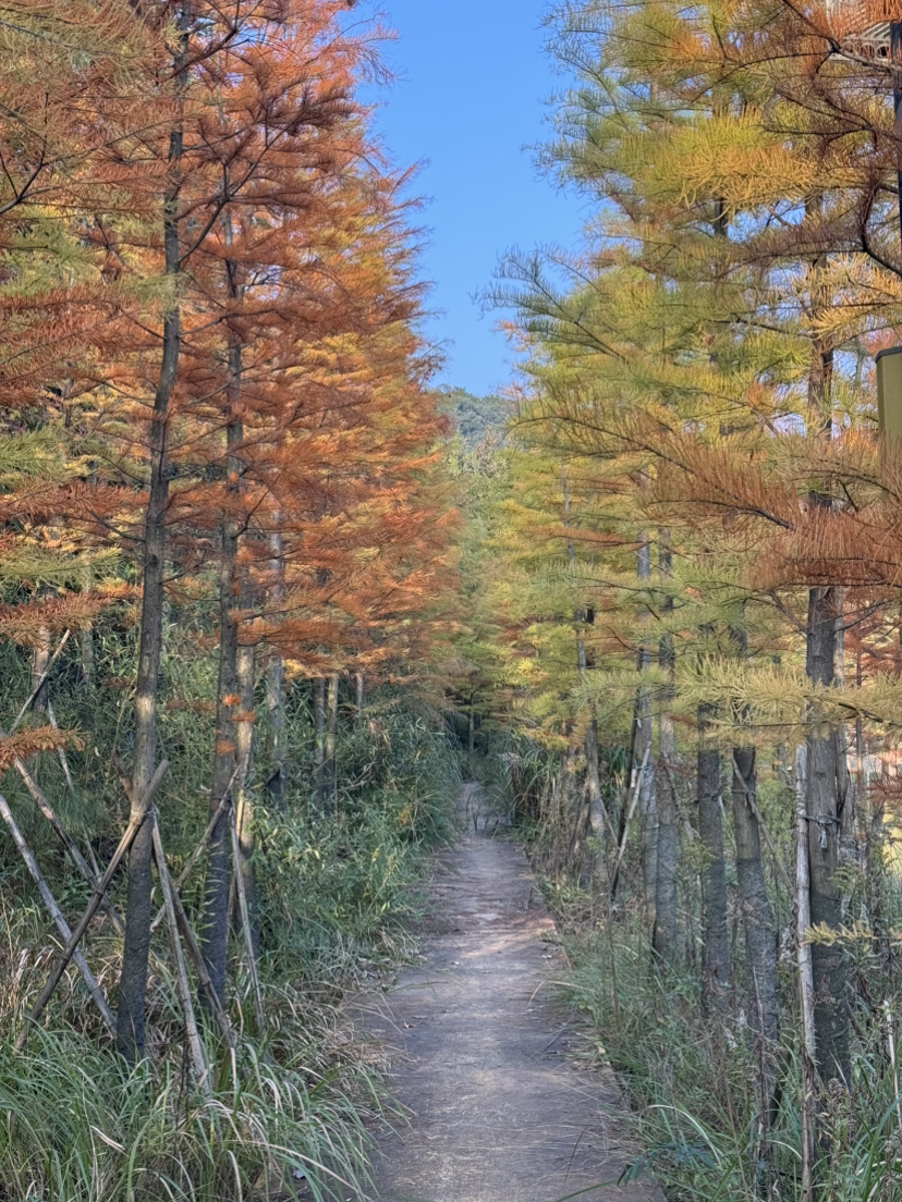 上虞梅坞古道+凤凰山遗址公园
