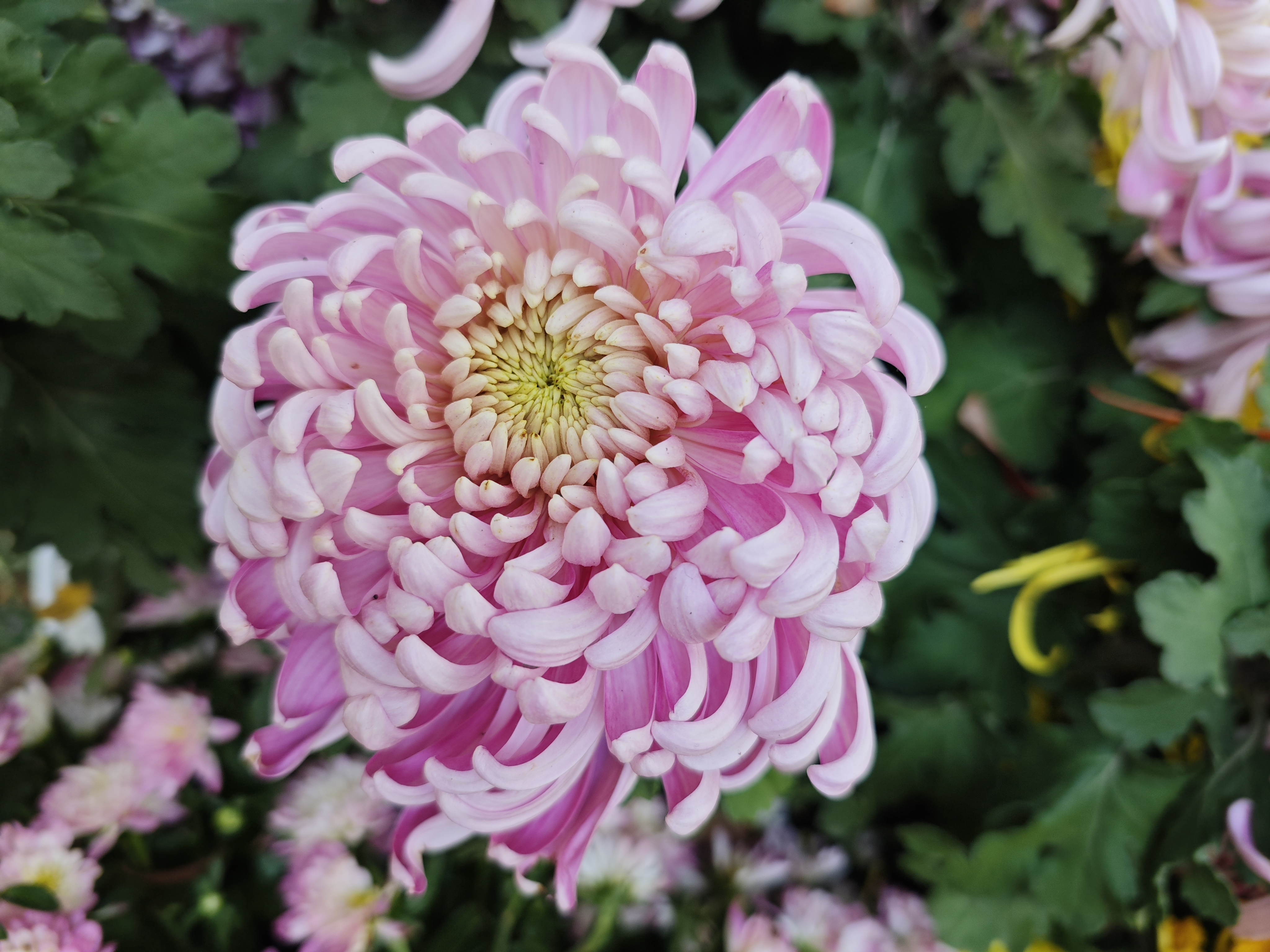 秋天赏菊