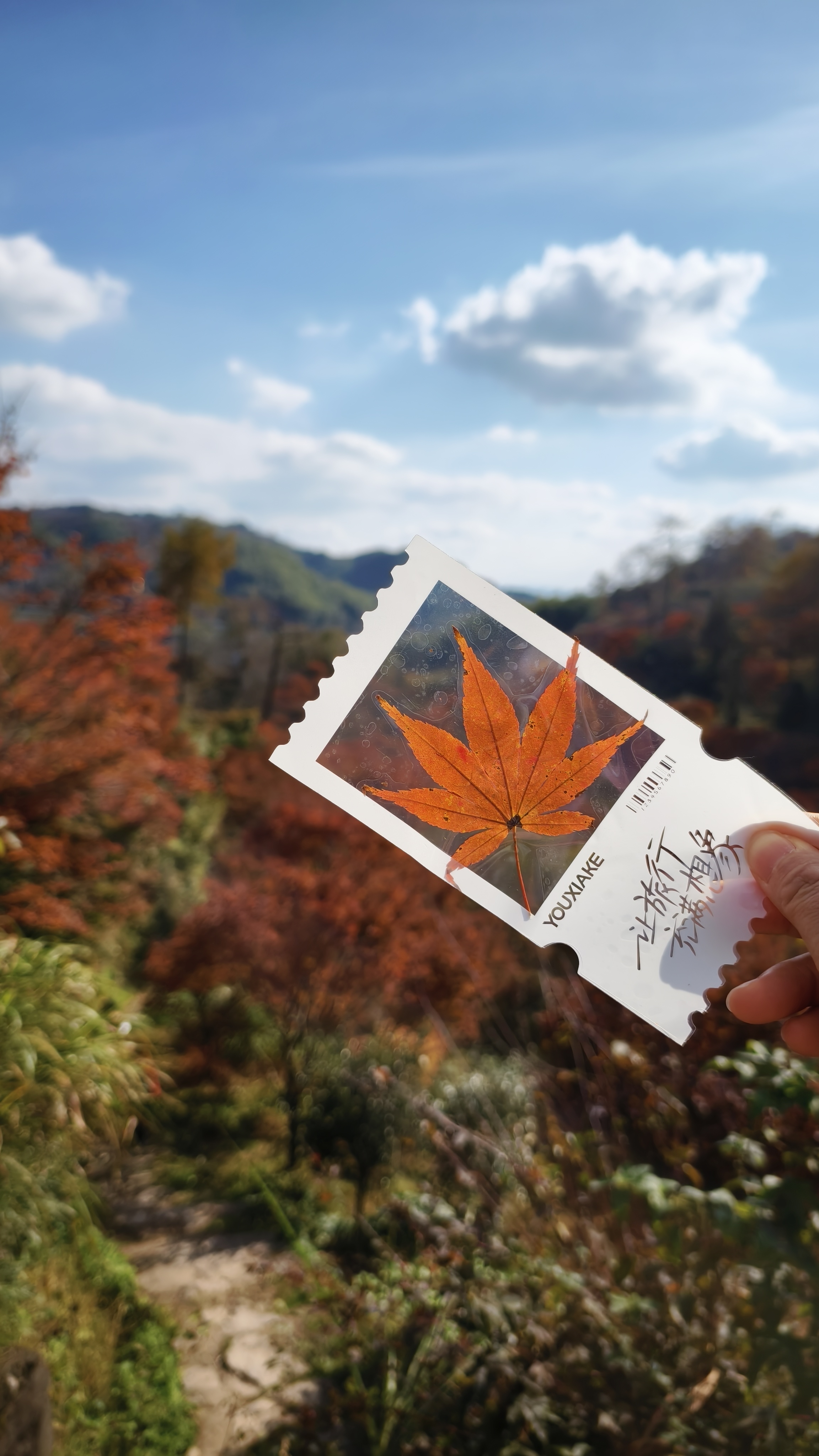 商量岗红枫