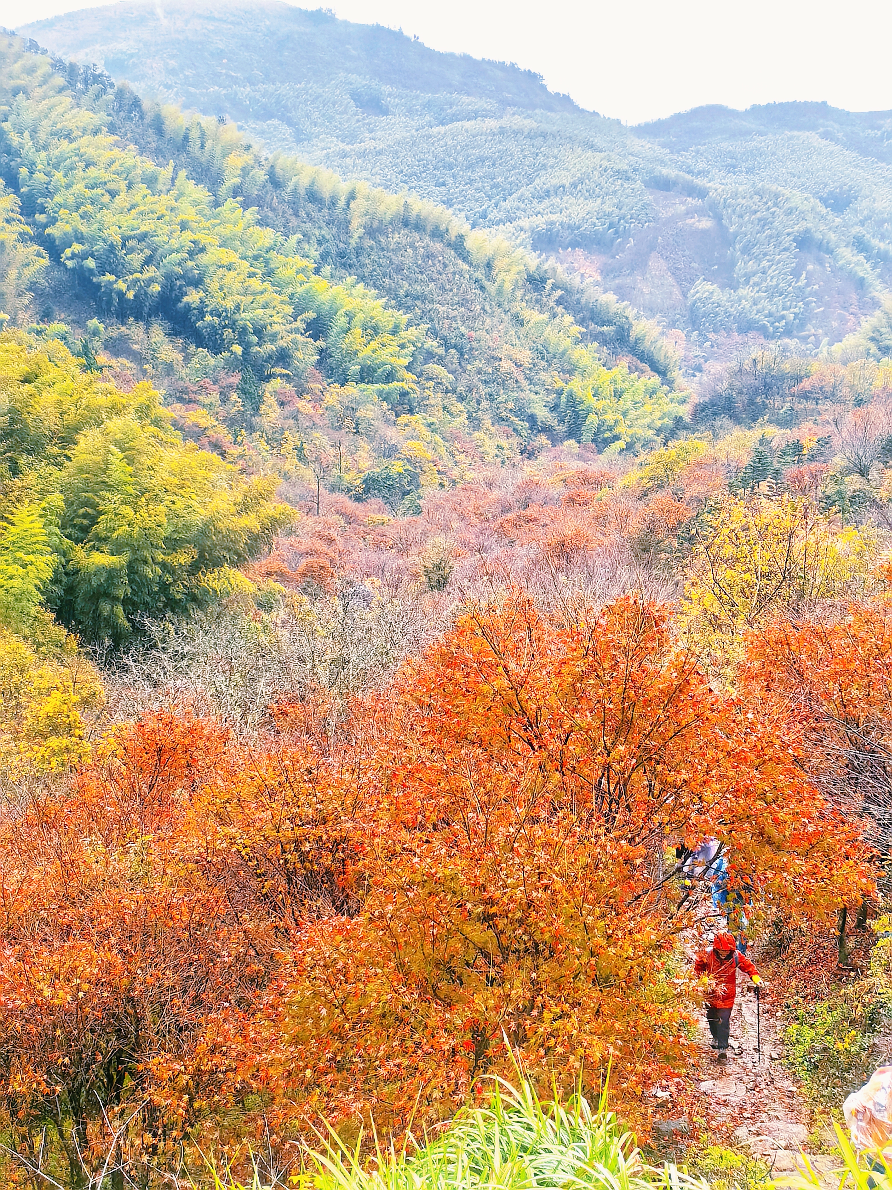 逐枫叶,雨攀奉化最高峰