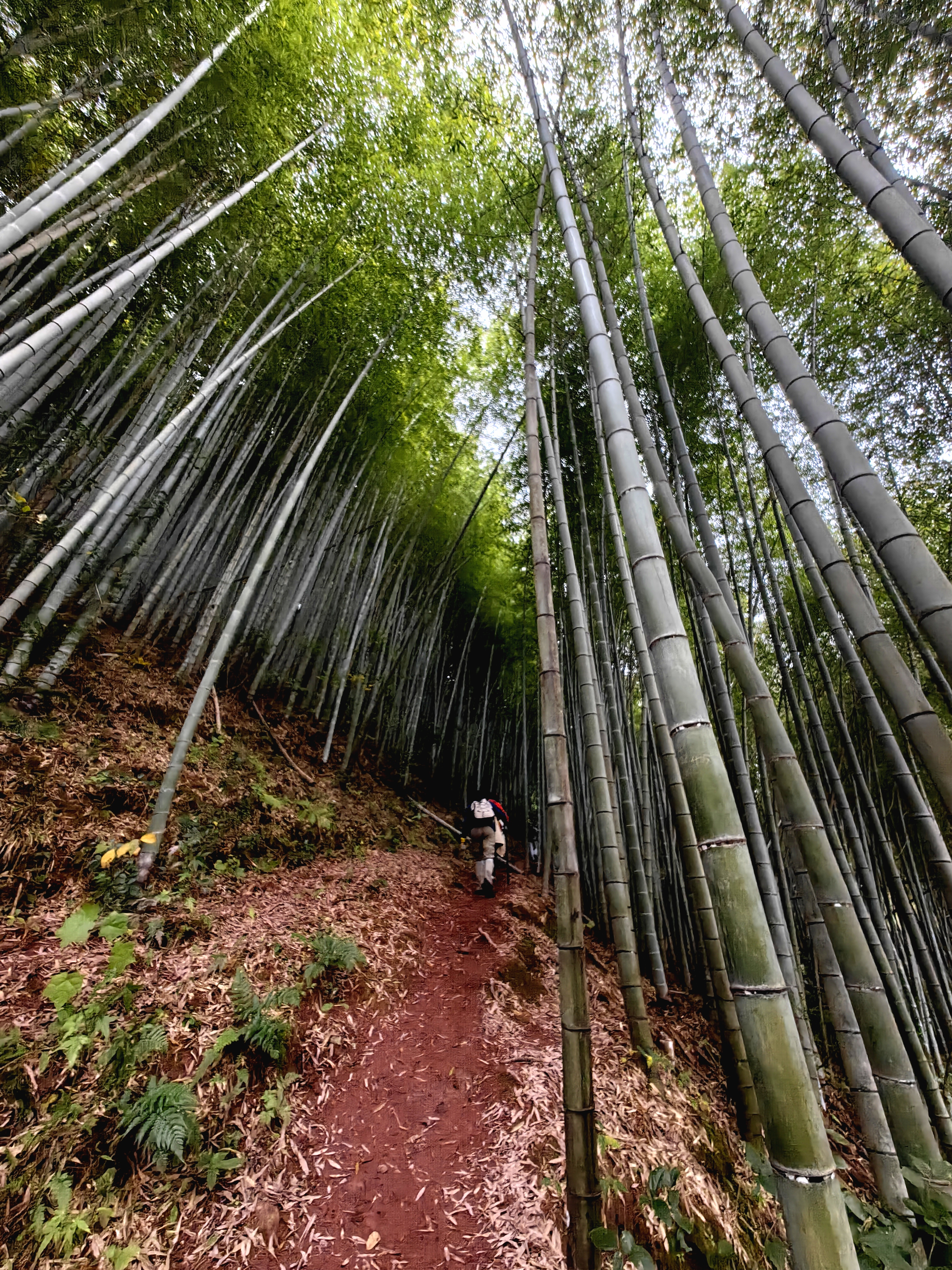 东西岙 秋色美景