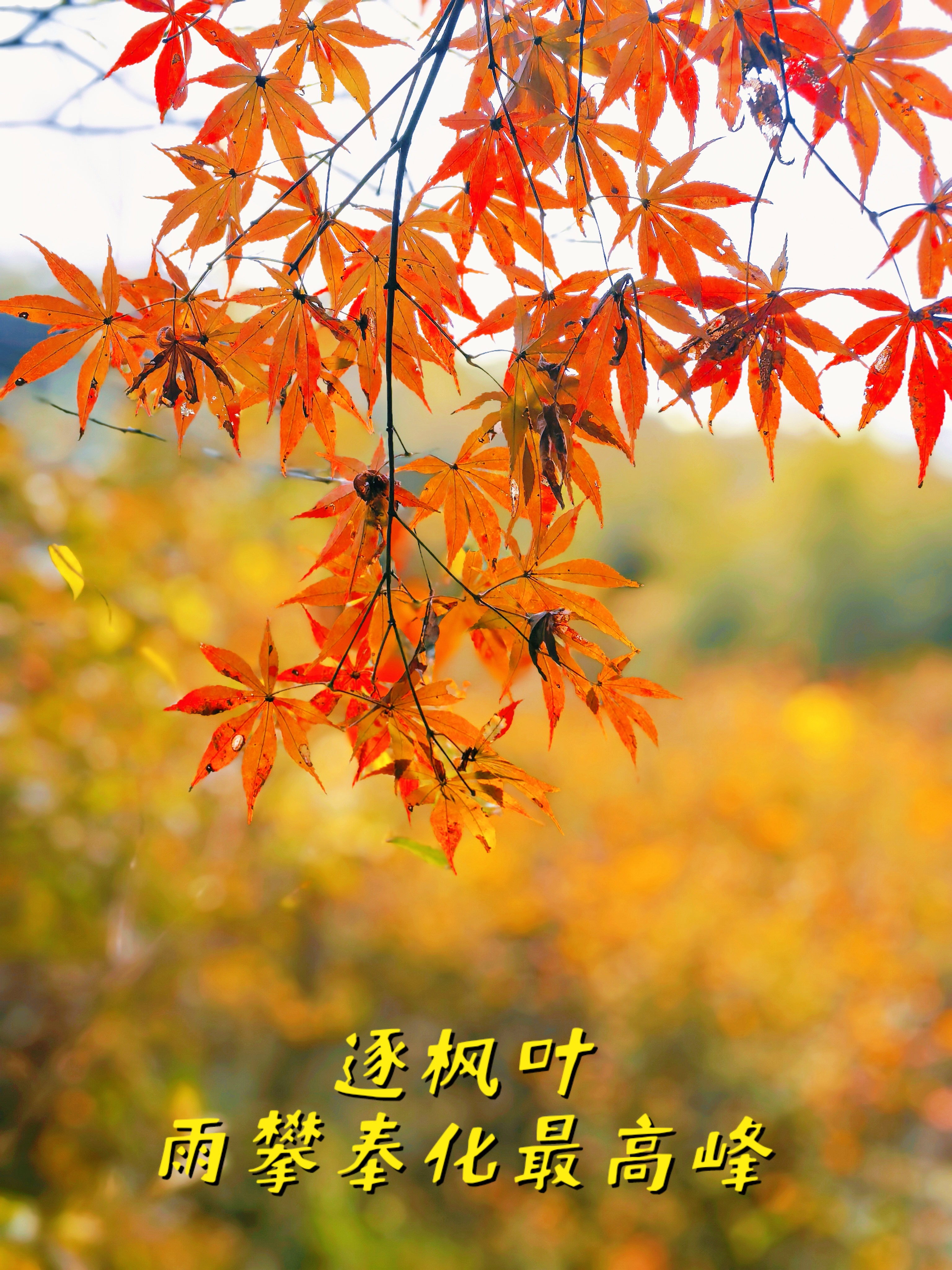 逐枫叶,雨攀奉化最高峰