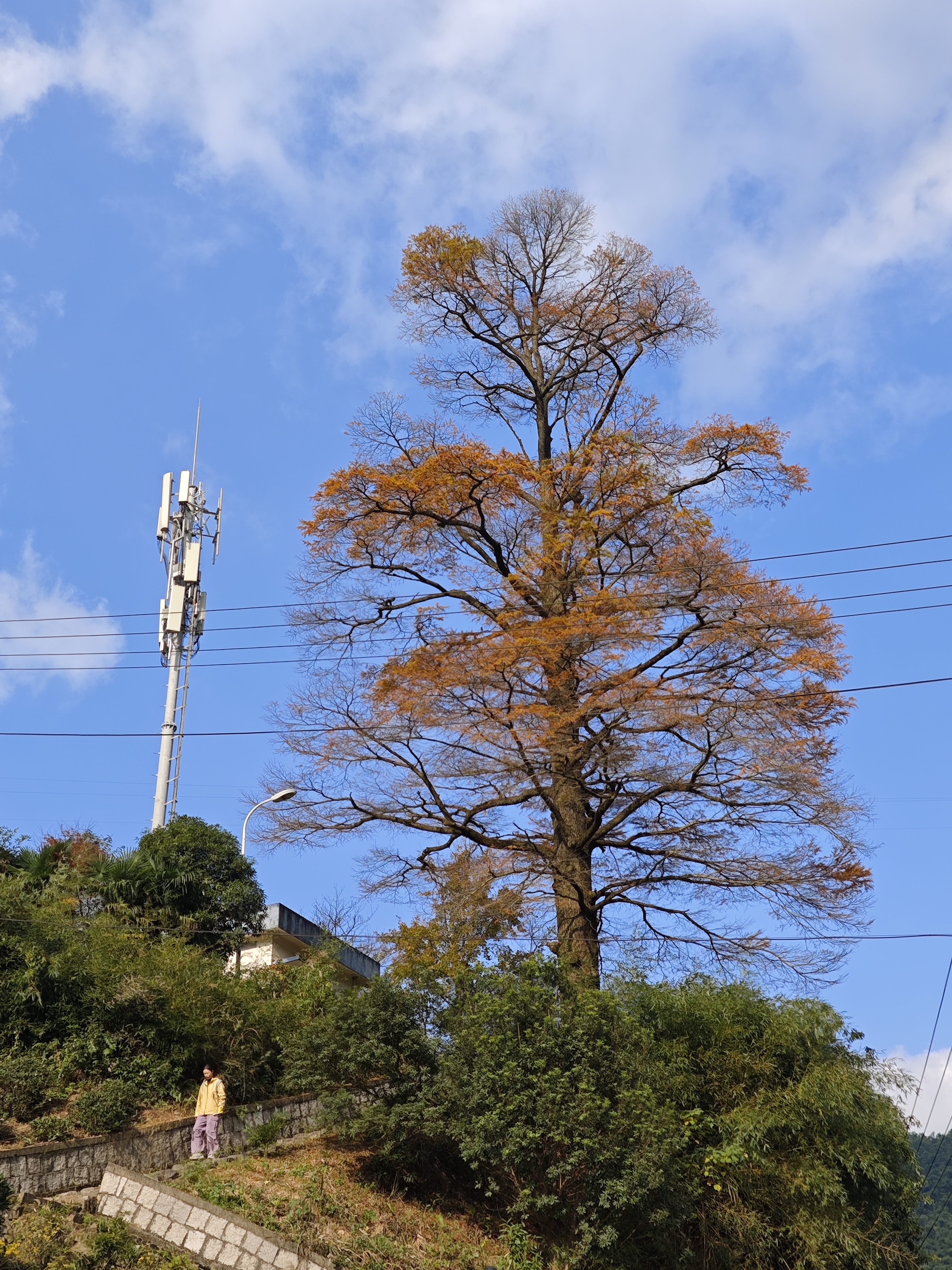 秋徒东岗山