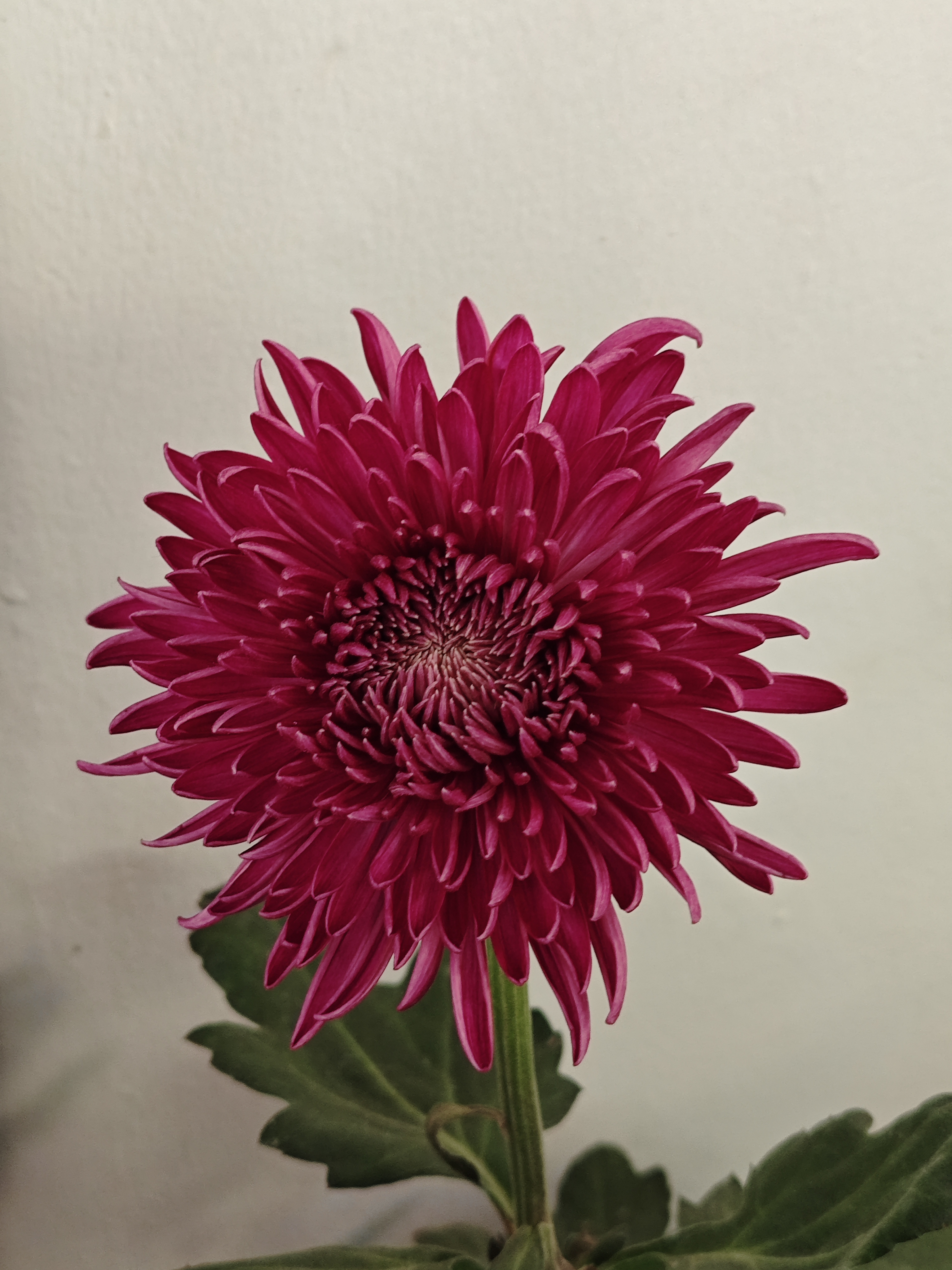 秋天赏菊