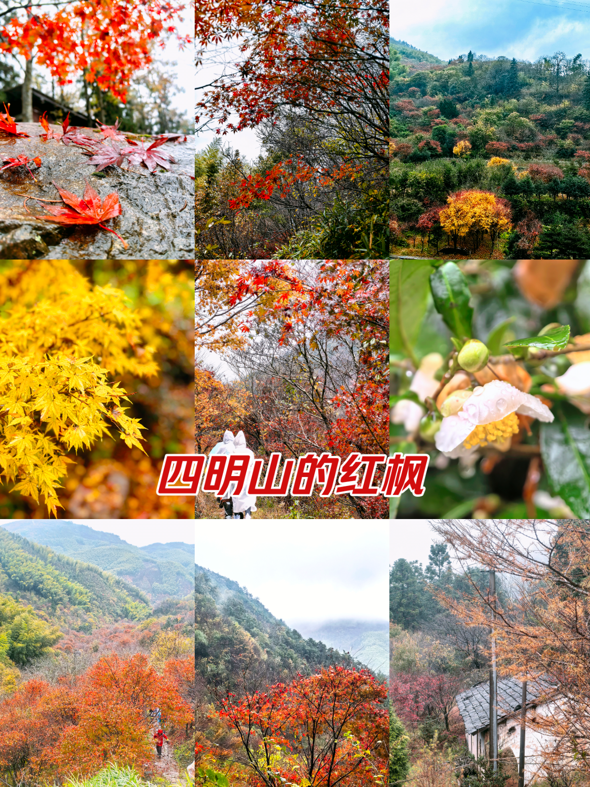 逐枫叶,雨攀奉化最高峰