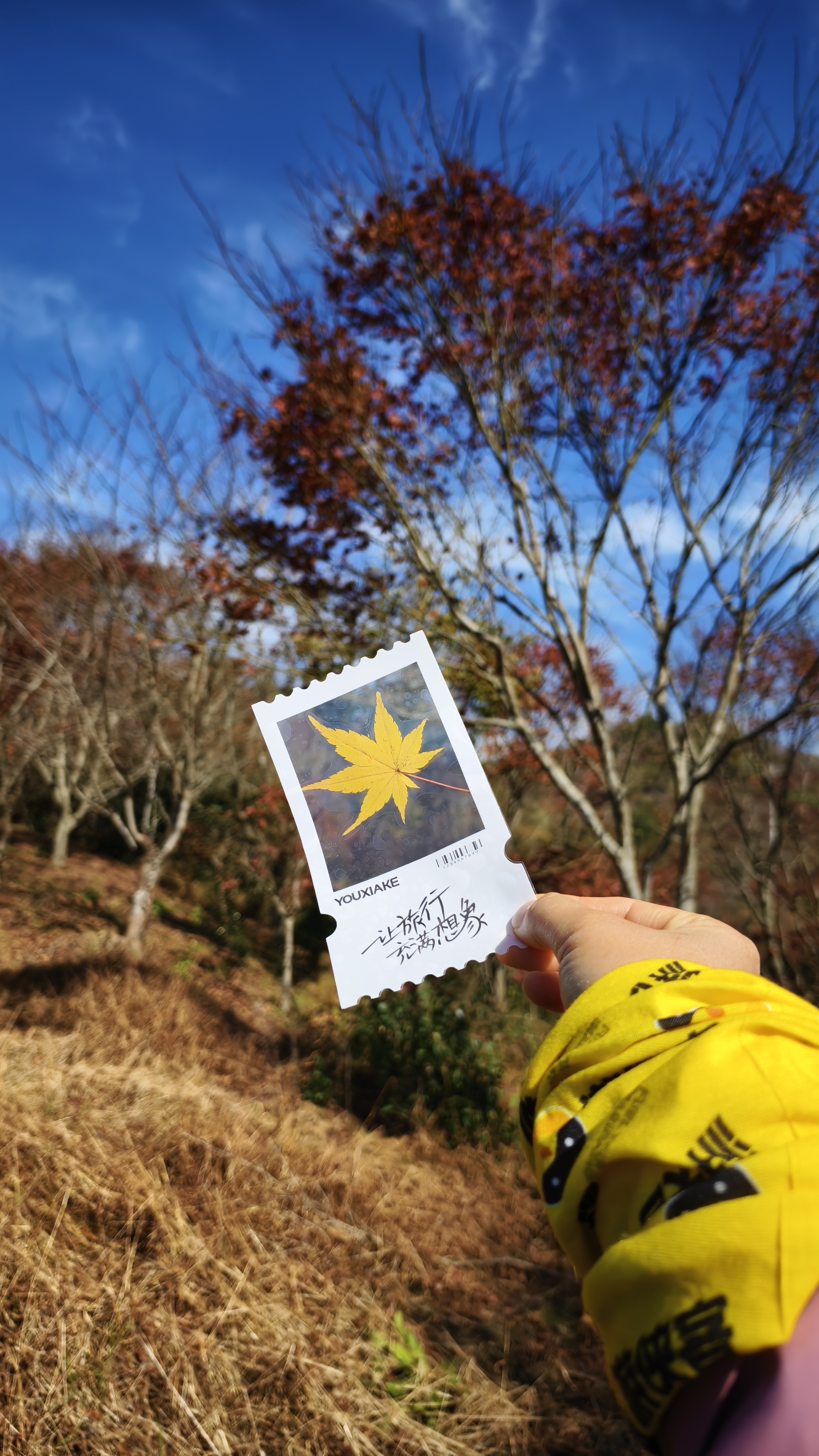 商量岗红枫