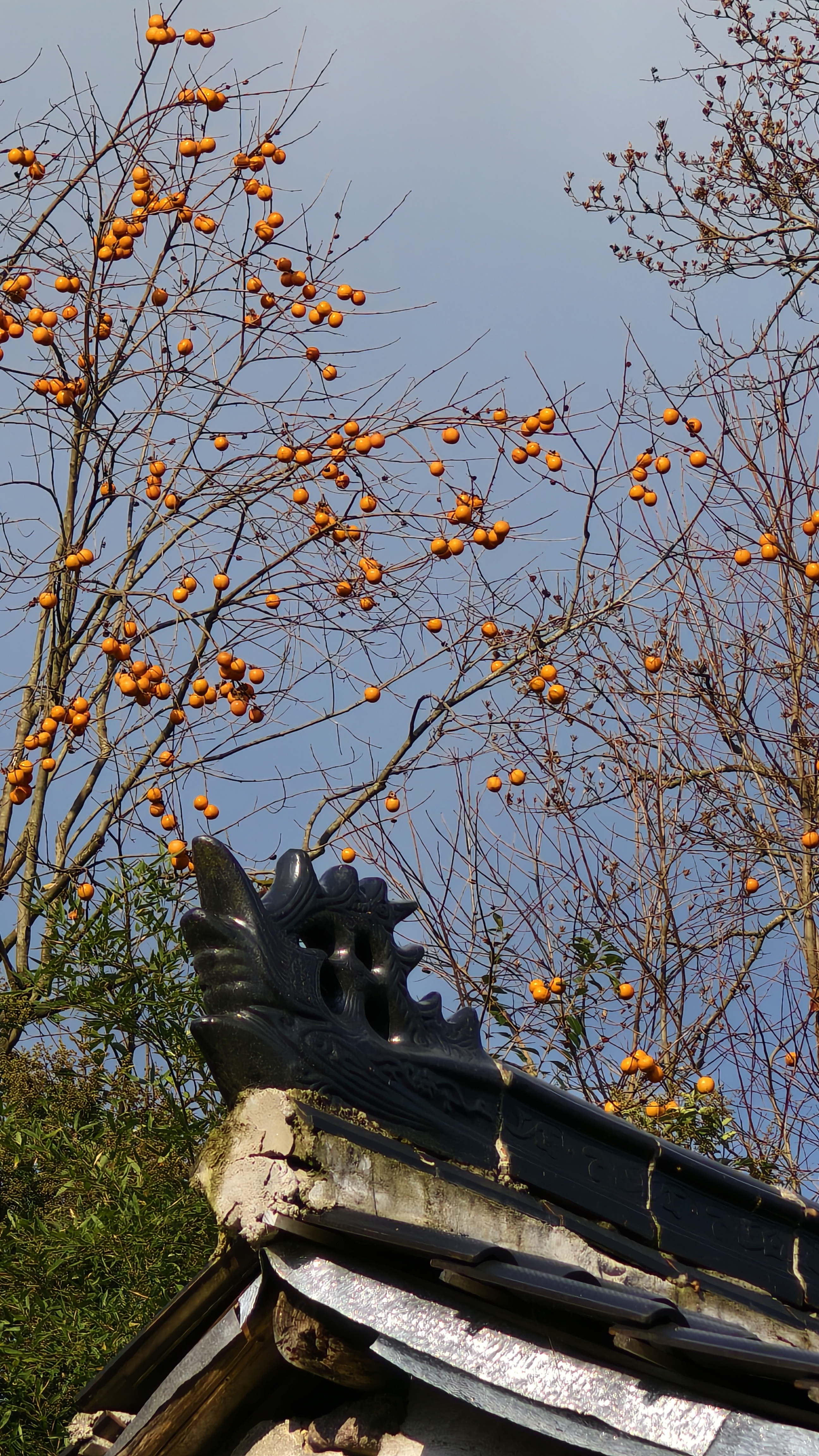 四明山又来了