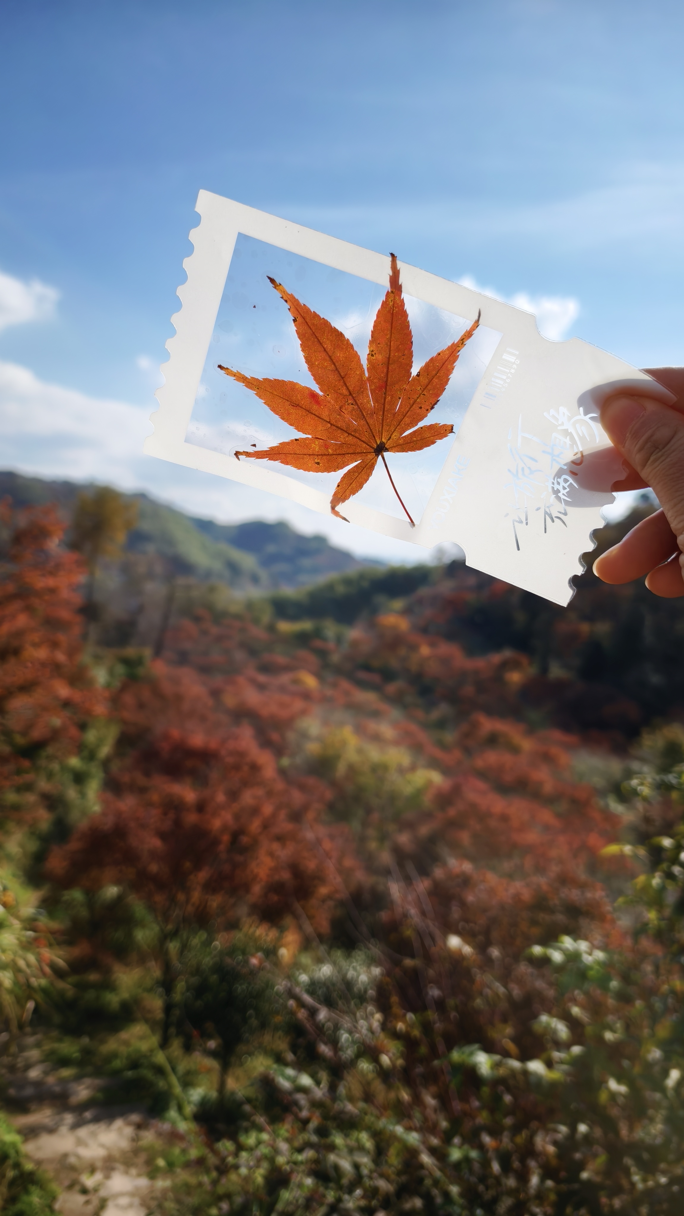 四明山又来了