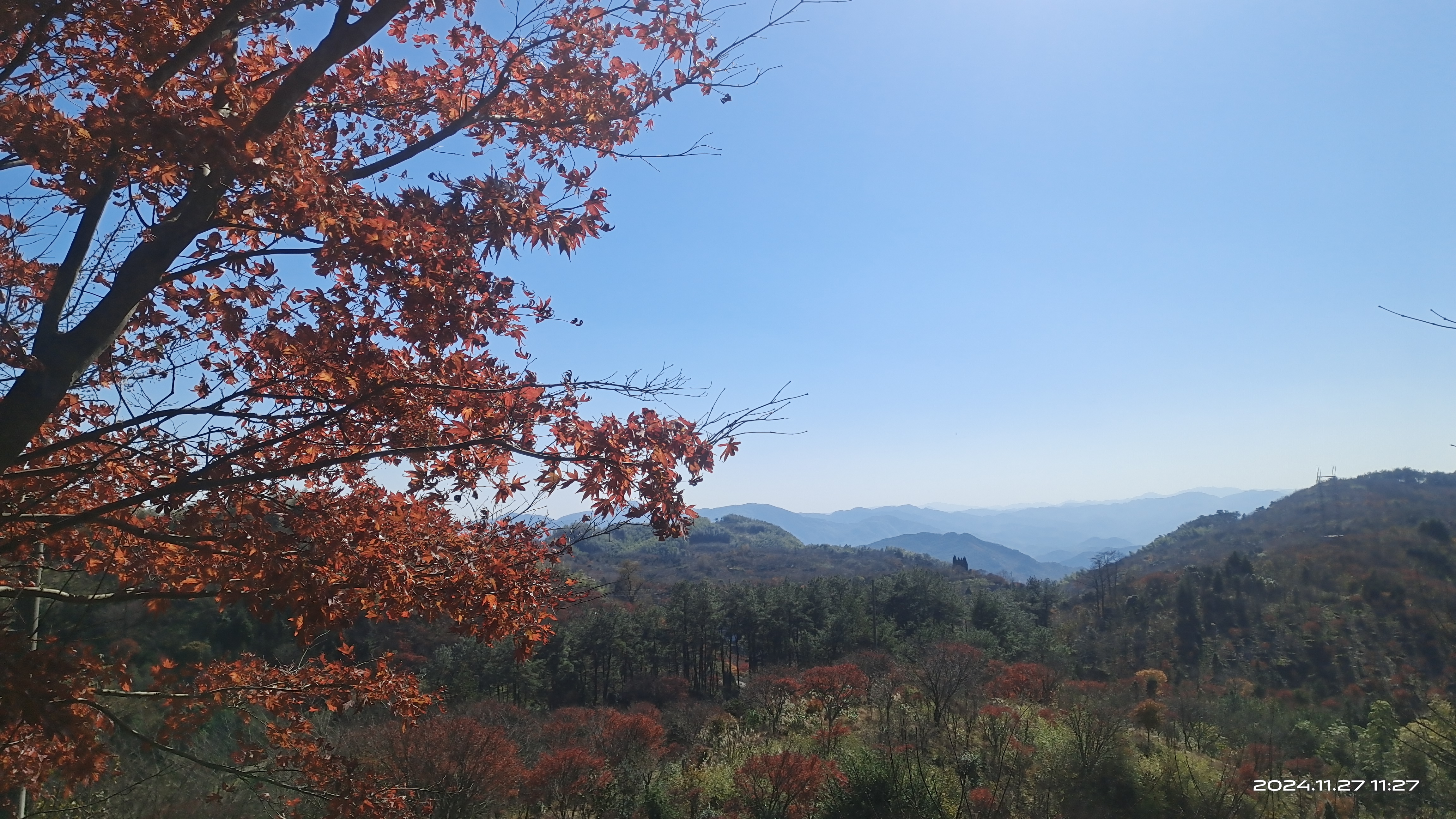 冬季最好看的的风景，红枫