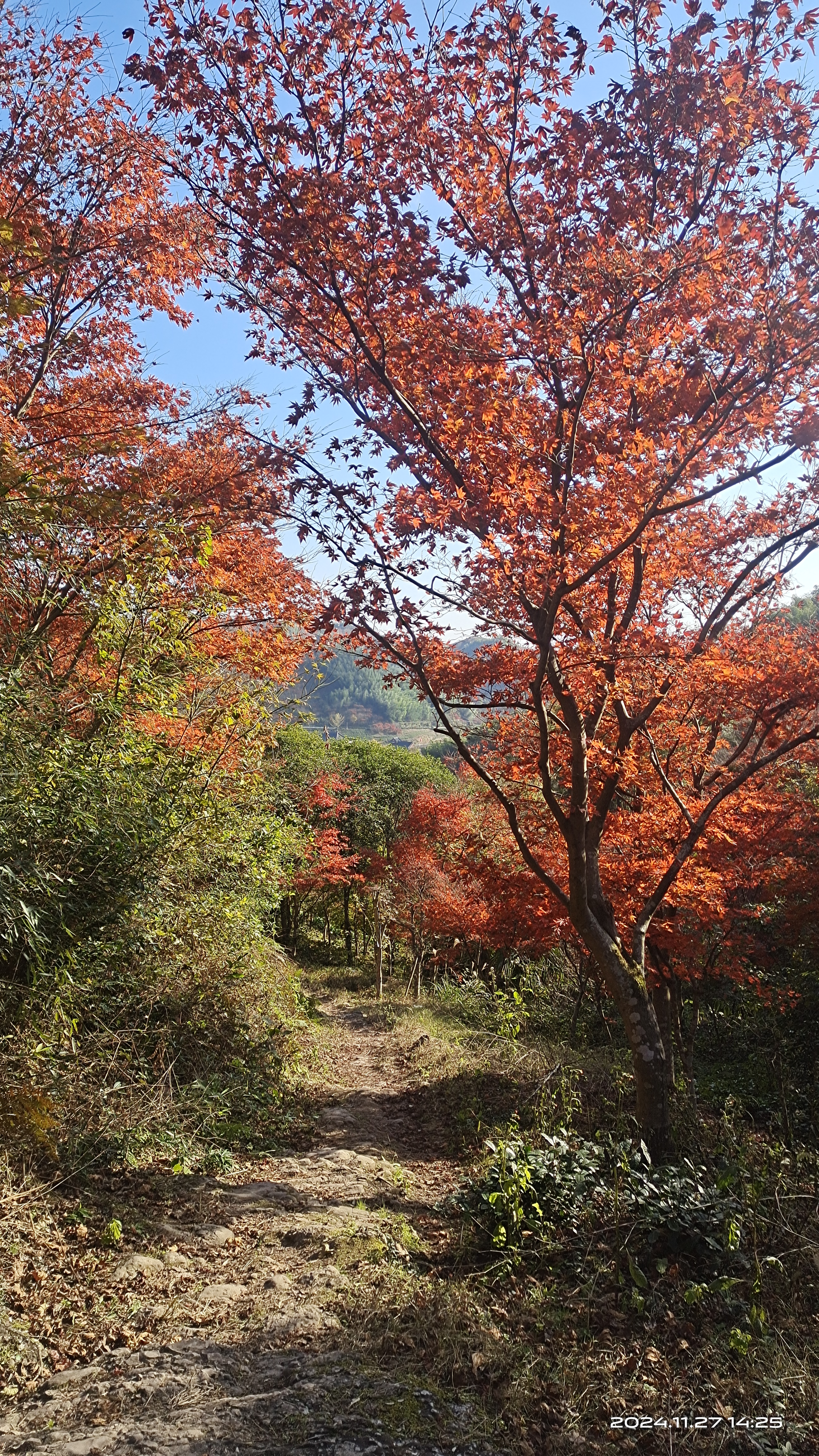 冬季最好看的的风景，红枫