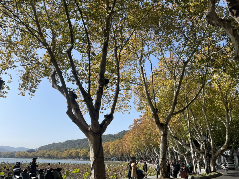 秋天的西湖北山街