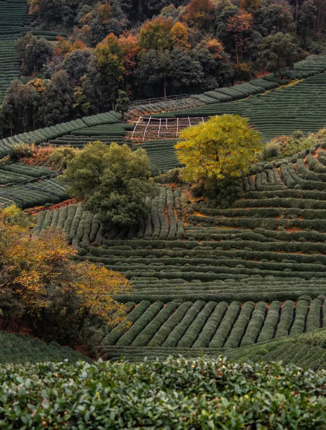 杭州龙坞茶山