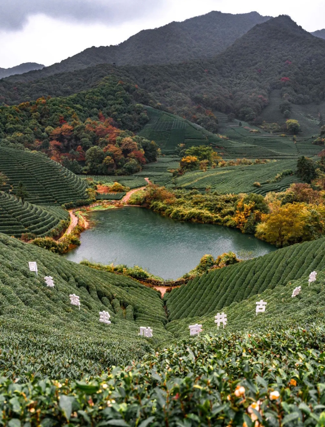 杭州龙坞茶山