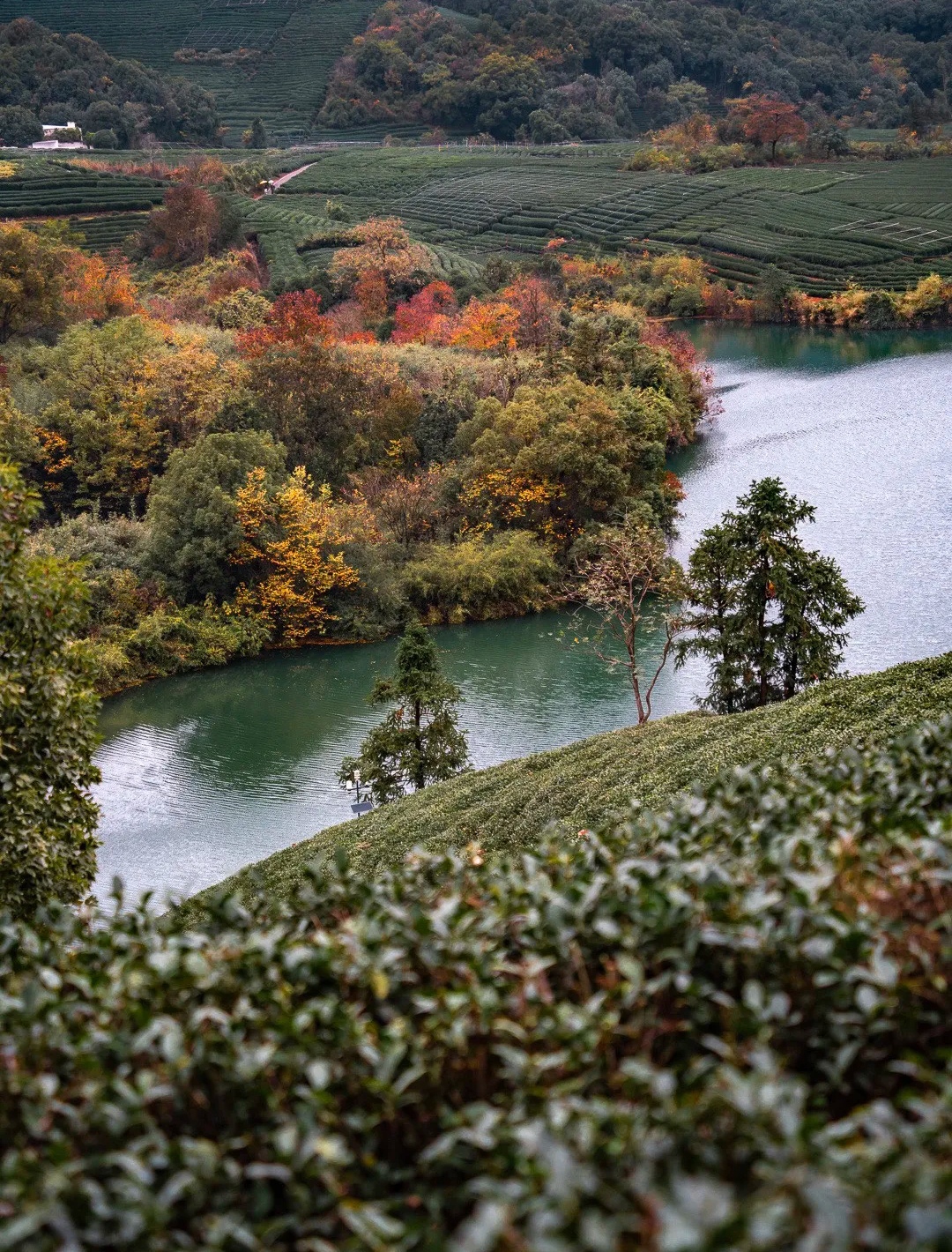 杭州龙坞茶山