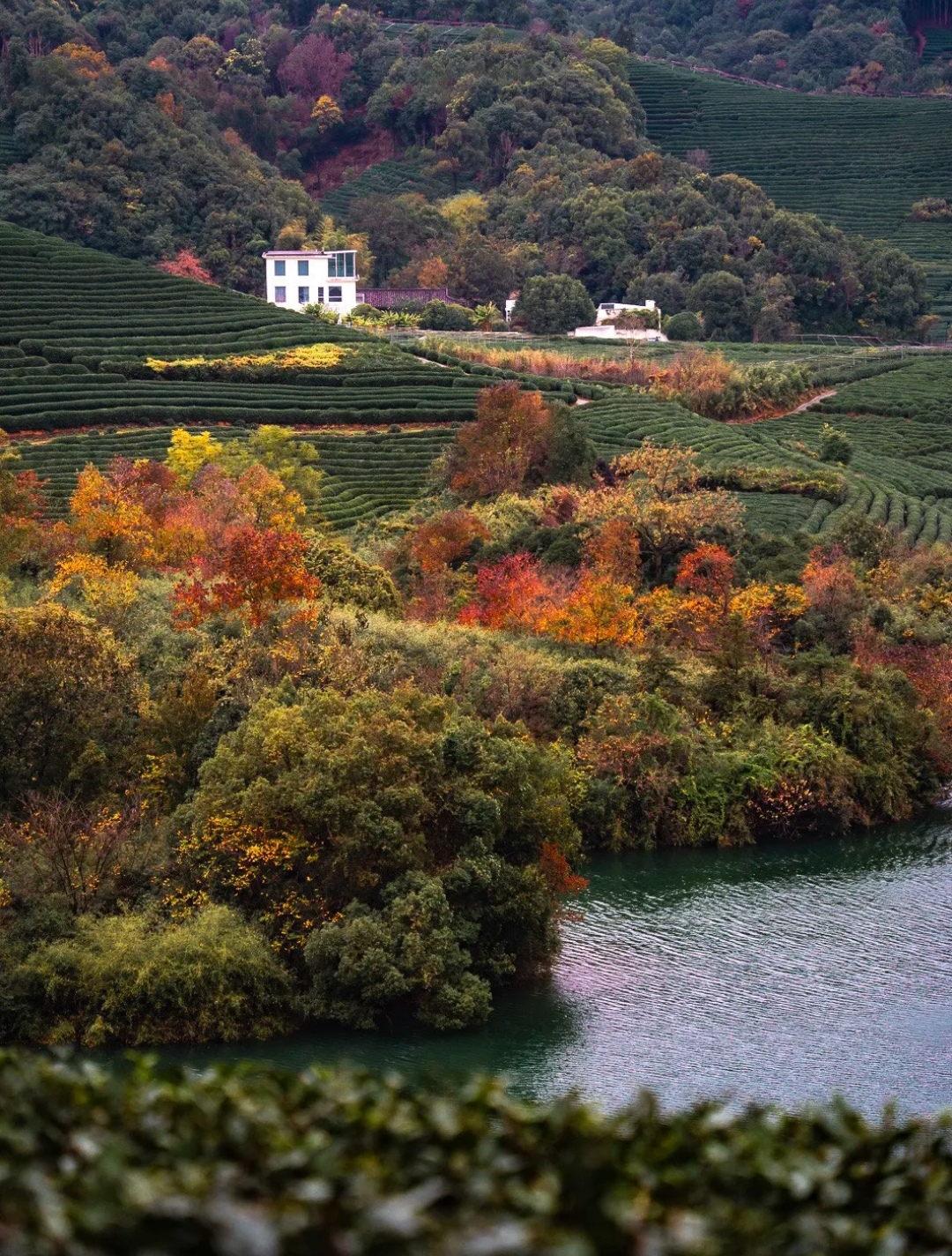 杭州龙坞茶山