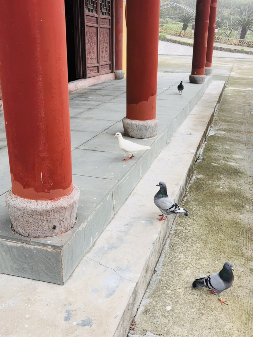 南朝四百八十寺,多少楼台烟雨中