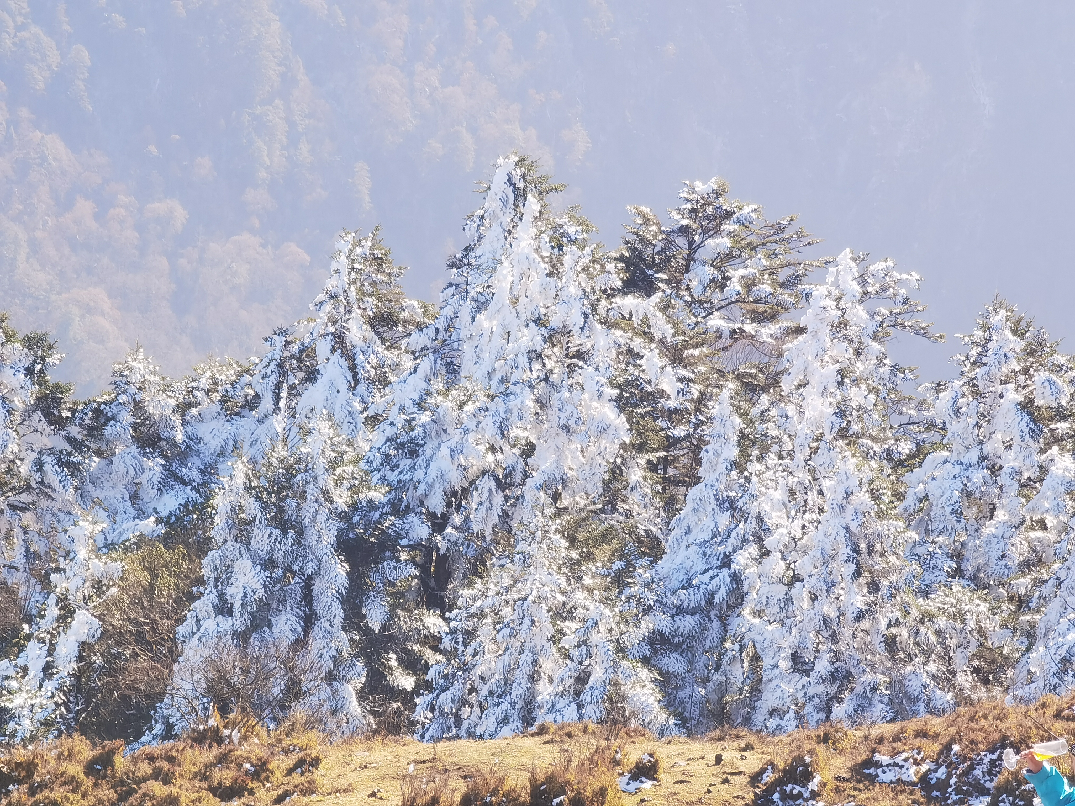 川西的雪山