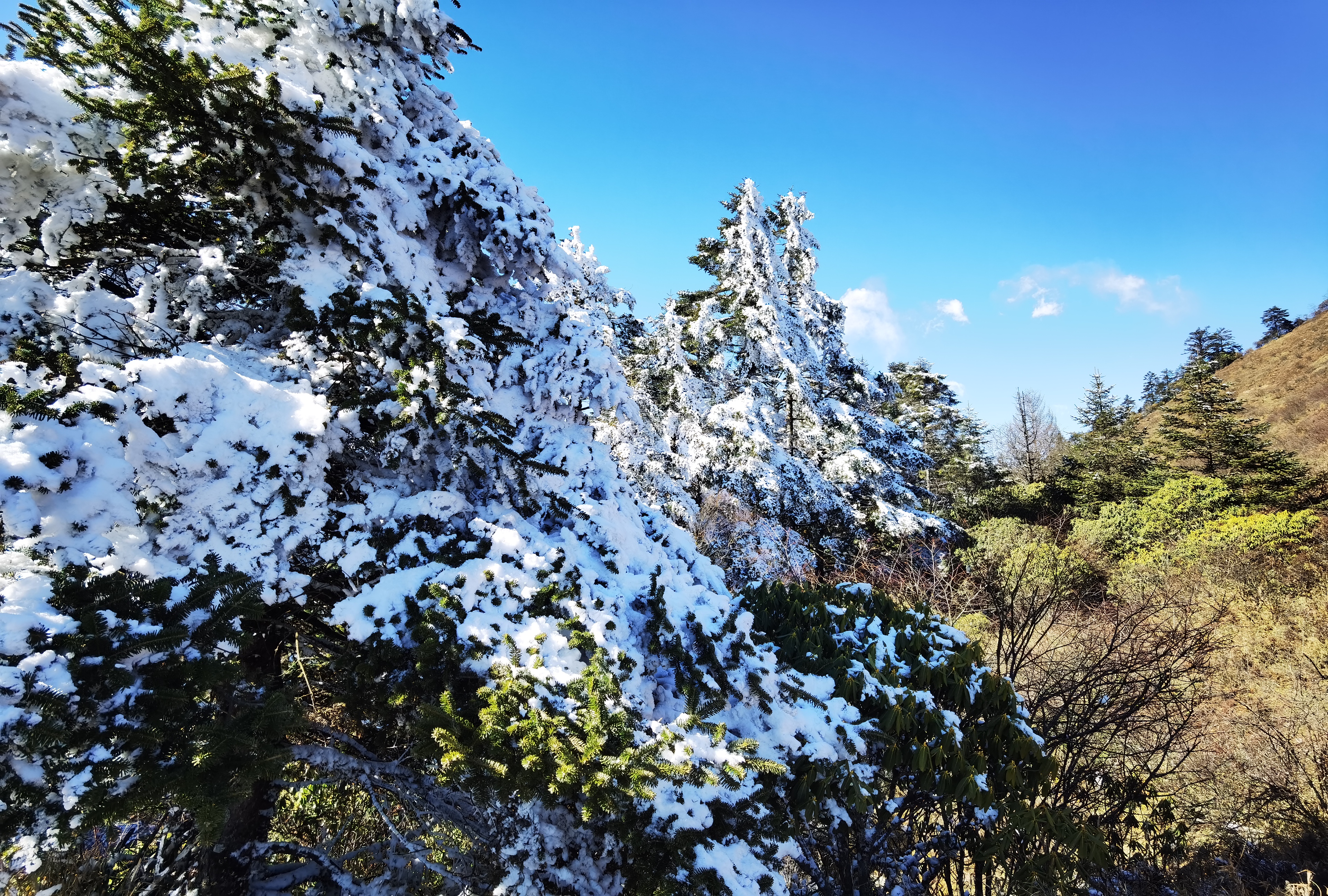 川西的雪山
