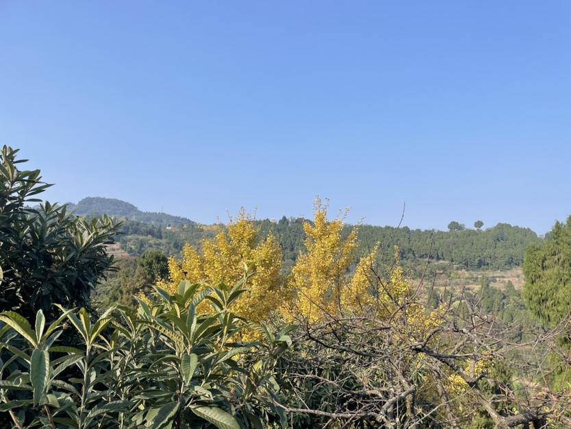 家庭出游 享受冬天暖阳今天参加朋友聚会，饭后去了云顶山浅爬了一下 老少皆宜 环境好 自驾可以直接上顶