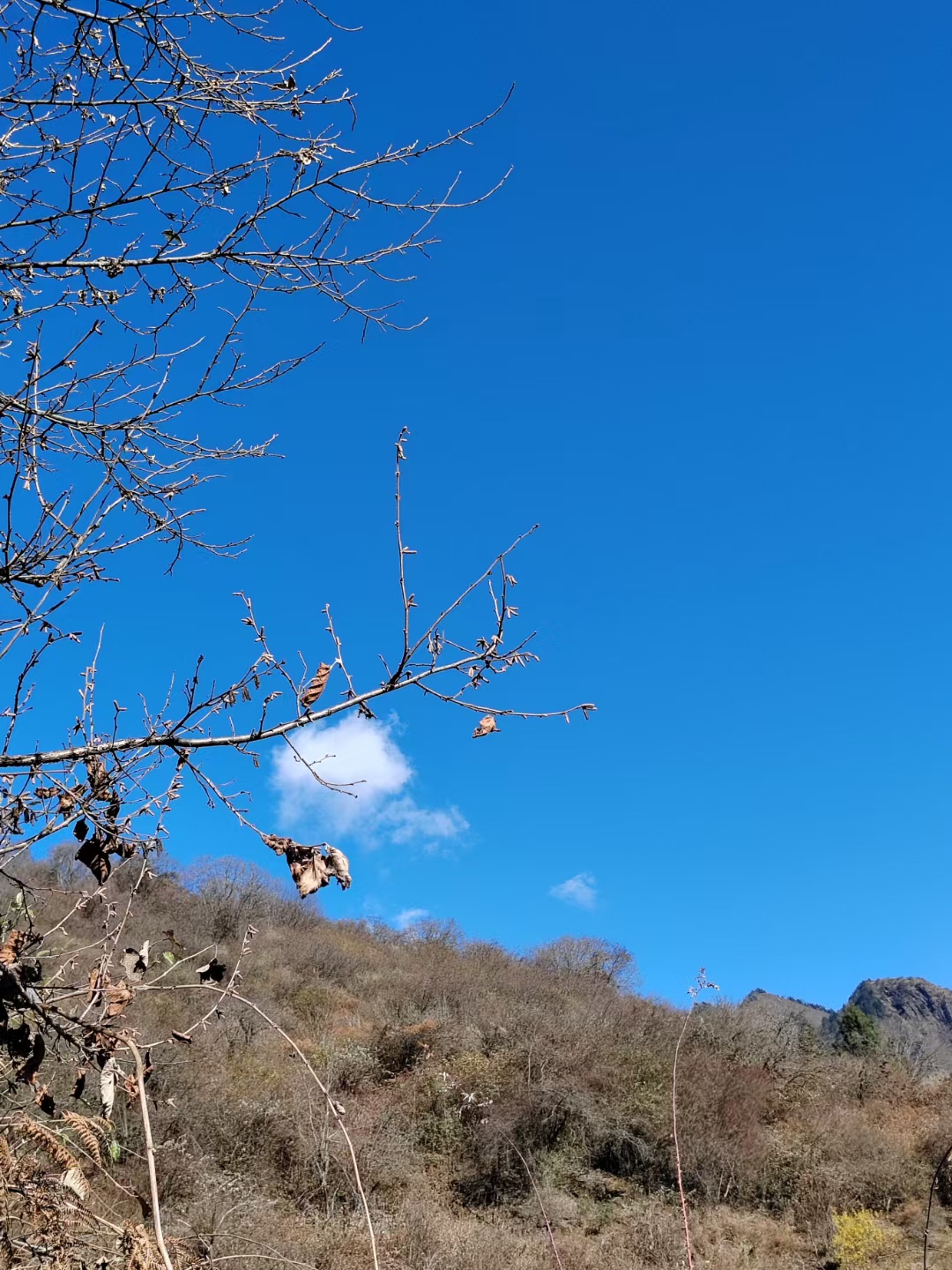 卓西牧场