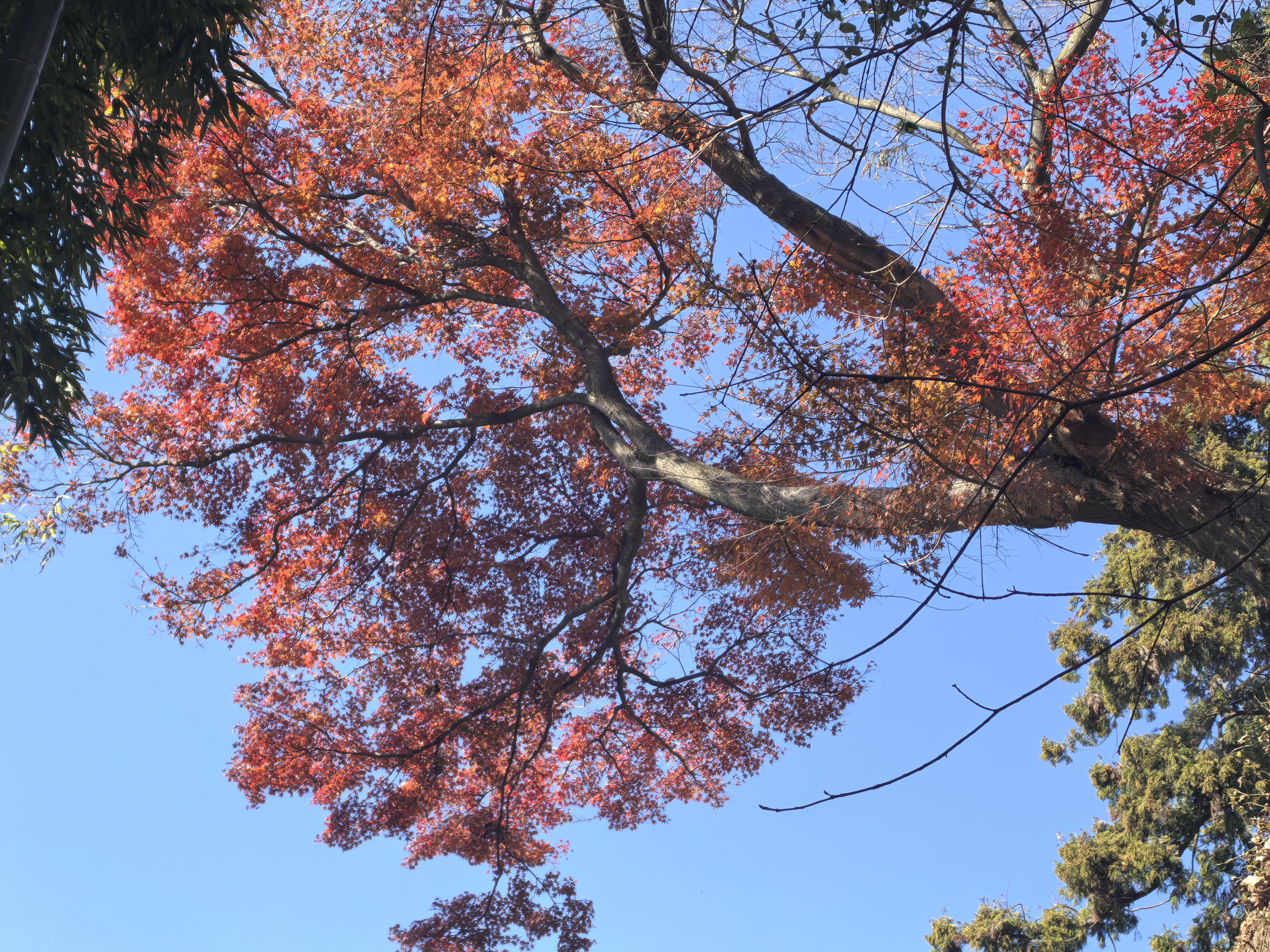 秋途莫干山