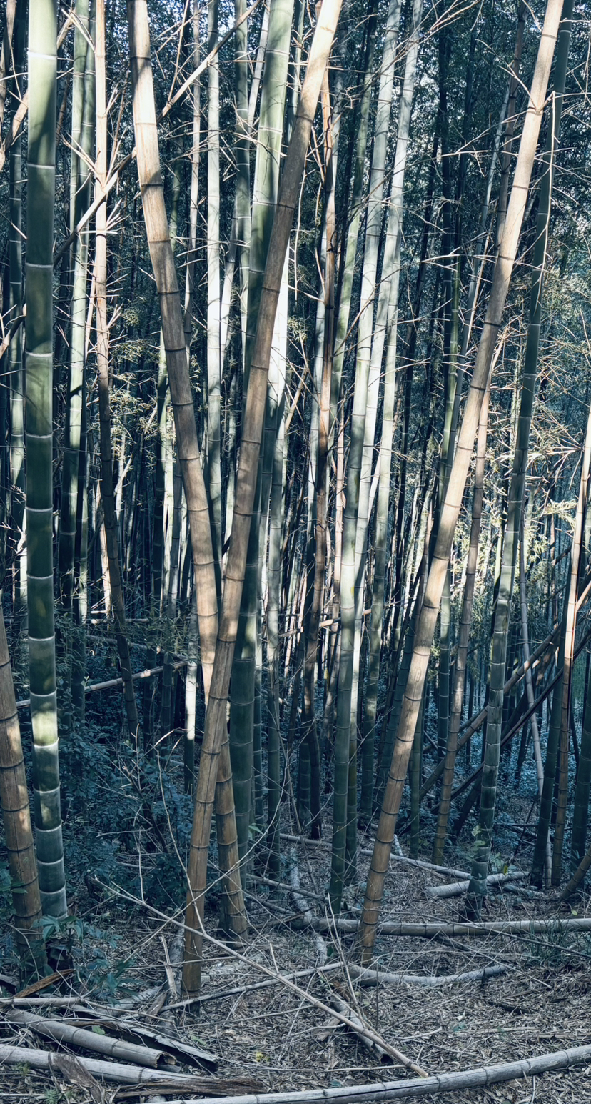 去见一棵树吧
