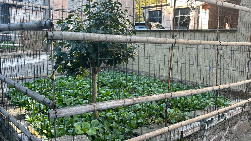去见一棵树吧