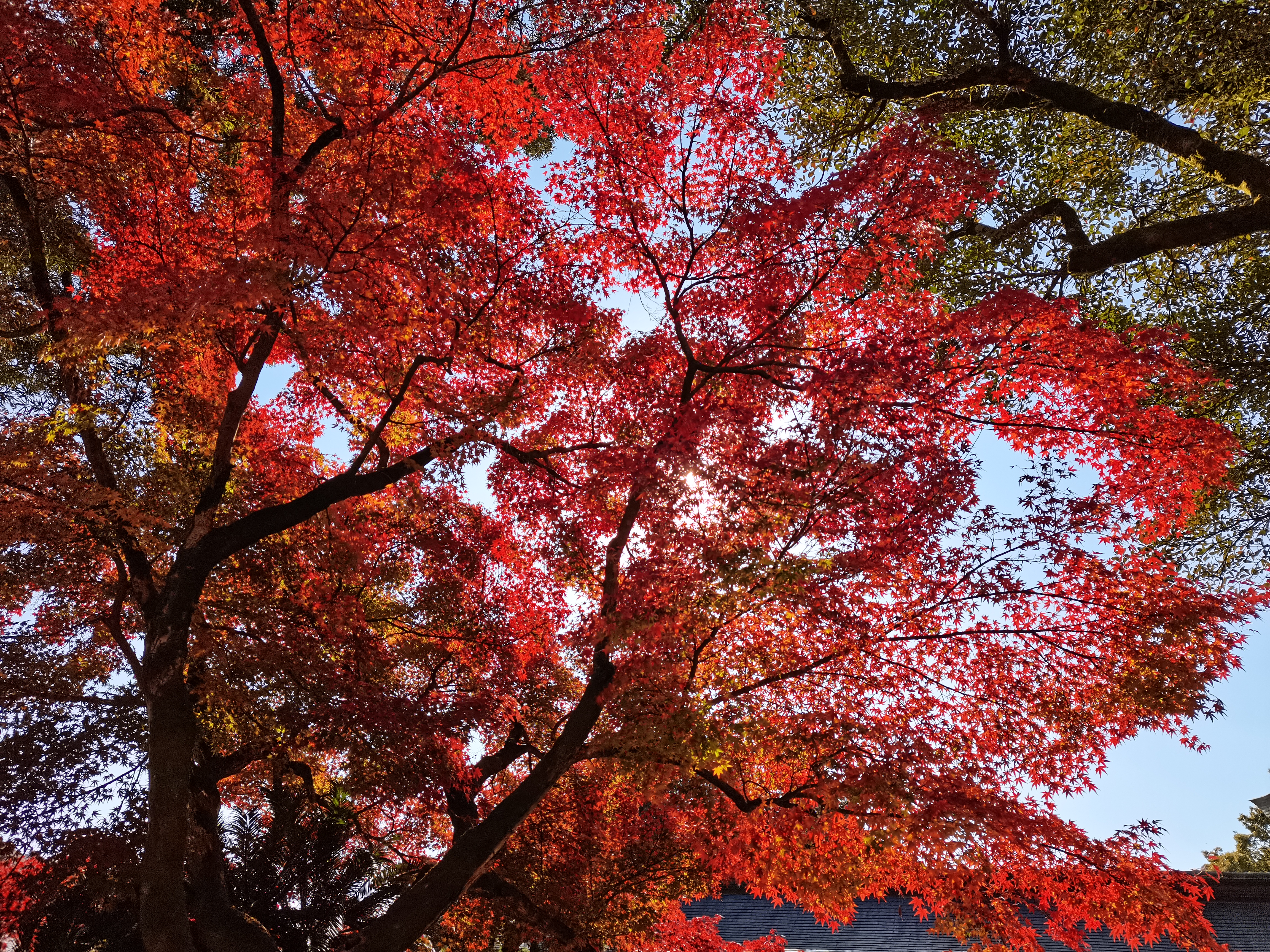 日本佑德稻田神社
