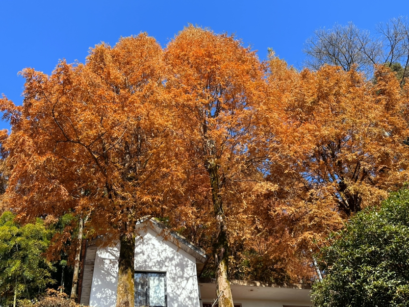 莫干山的秋季