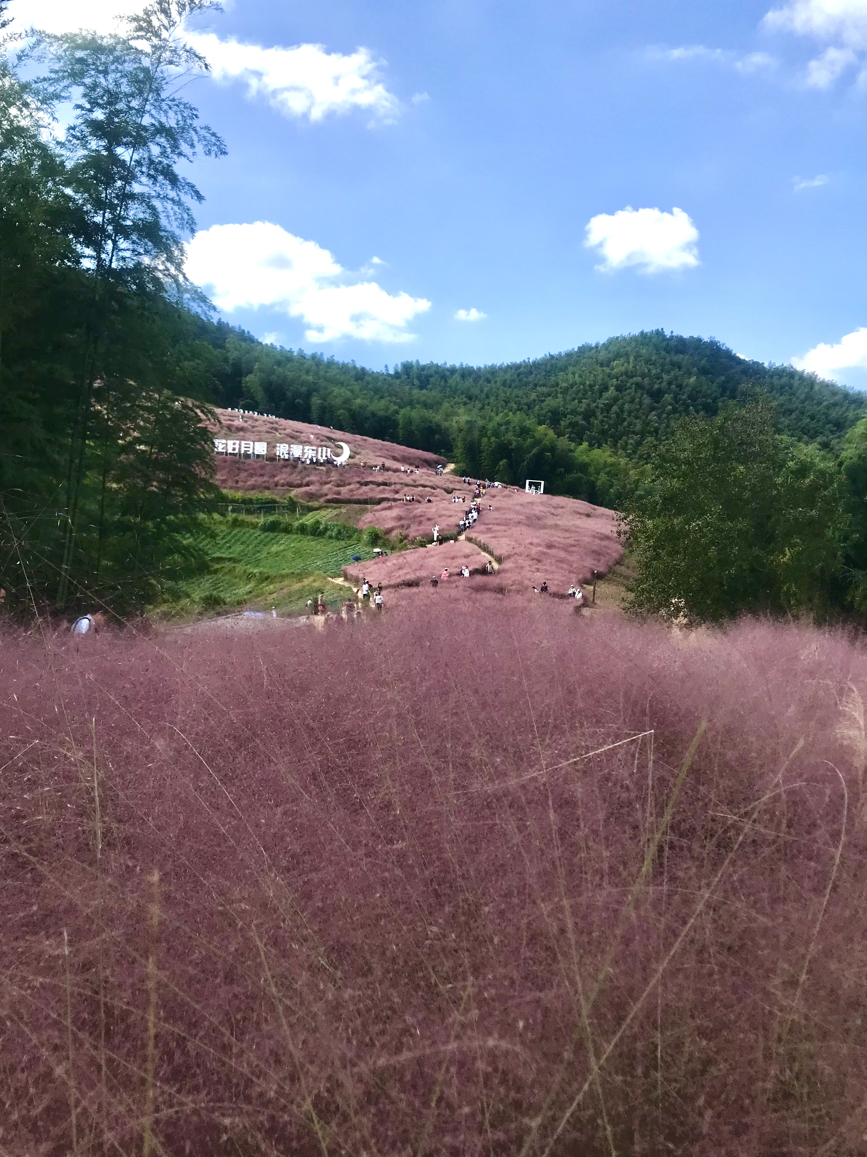 月宫古道—赏粉黛乱子草花海