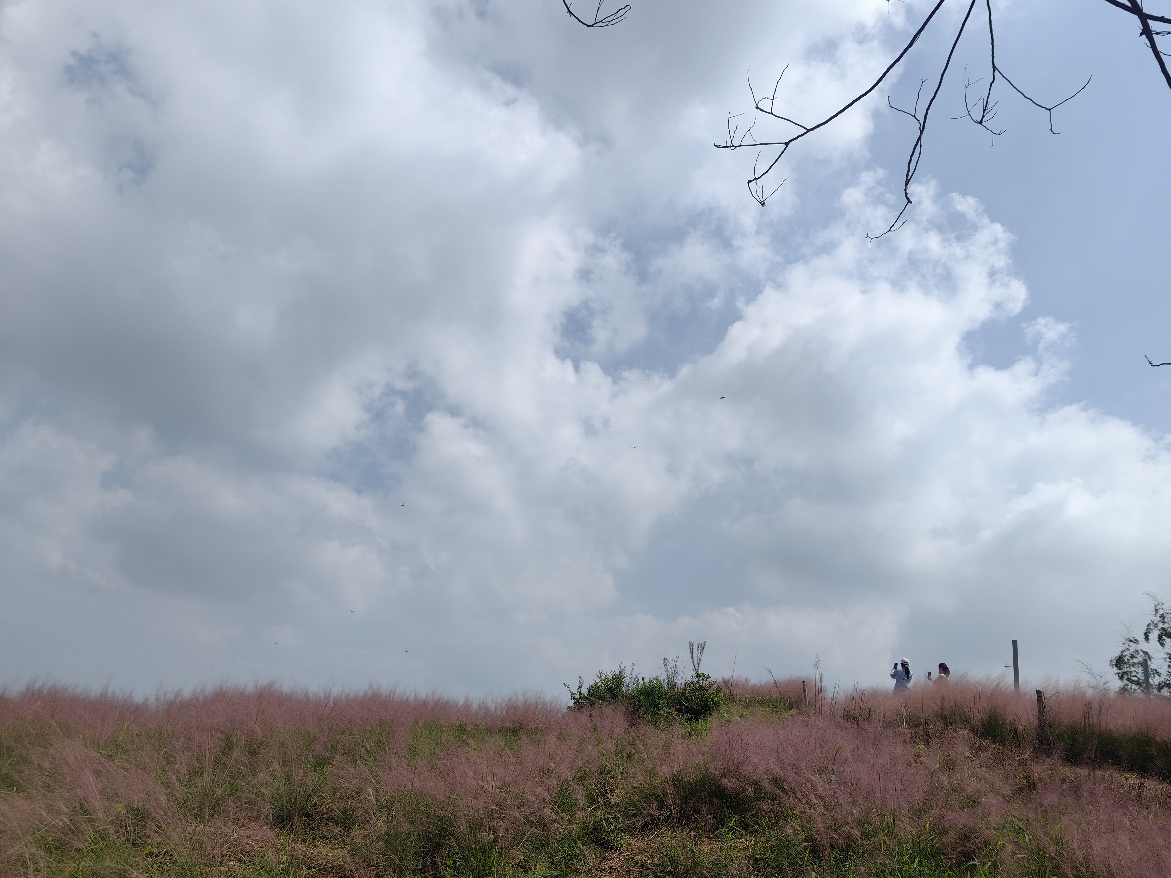 月宫古道—赏粉黛乱子草花海