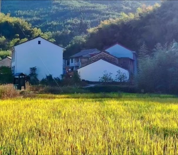 画龙村