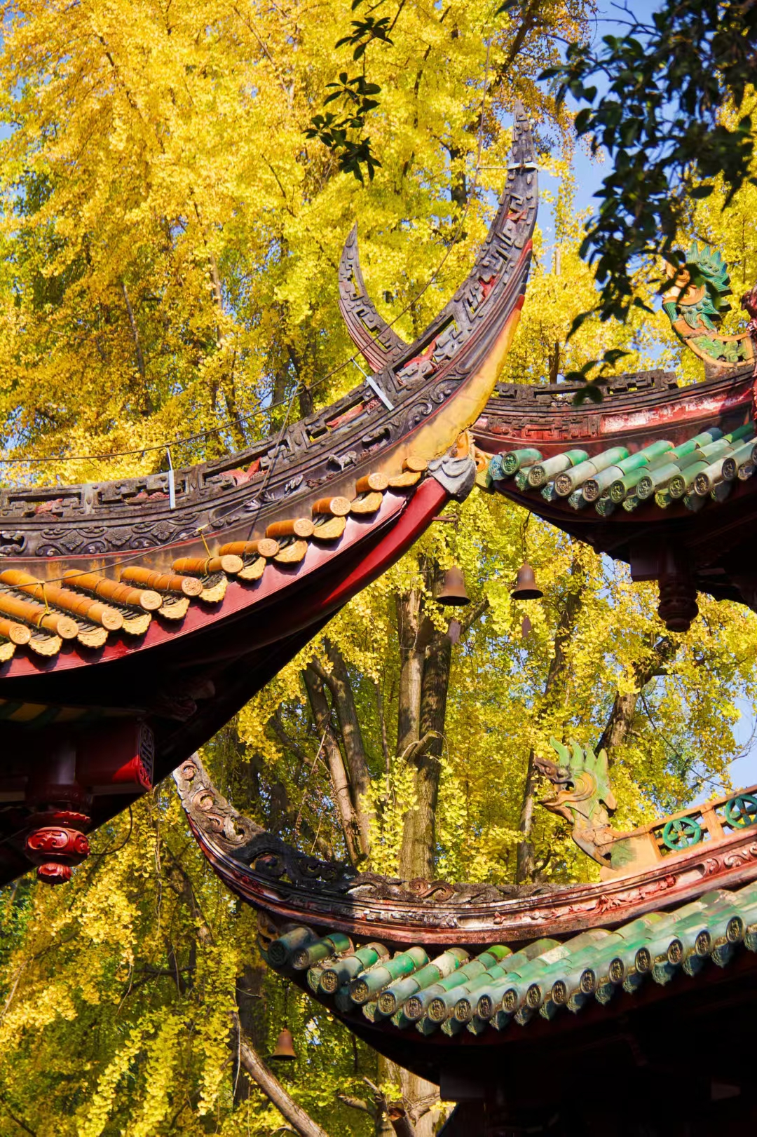 白岩寺的银杏