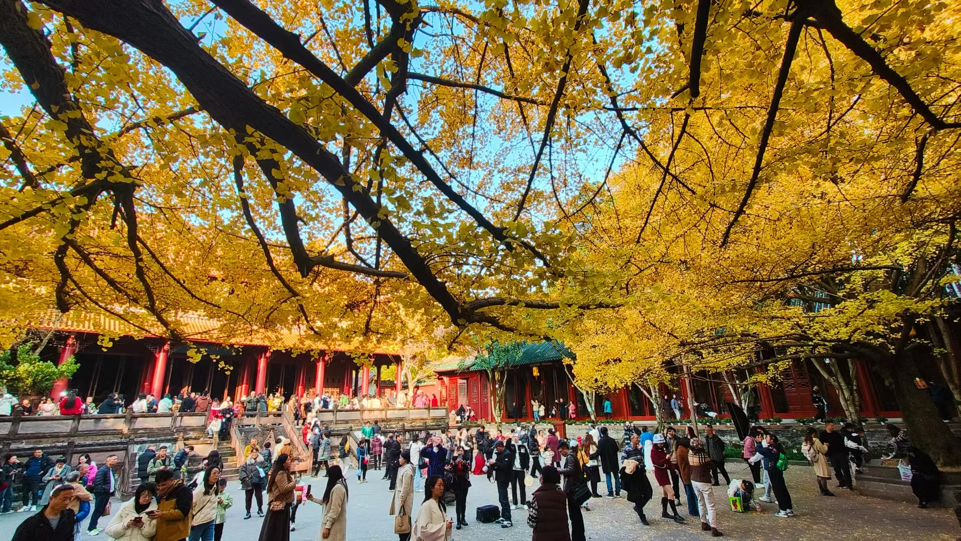 白岩寺的银杏