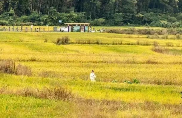 画龙村