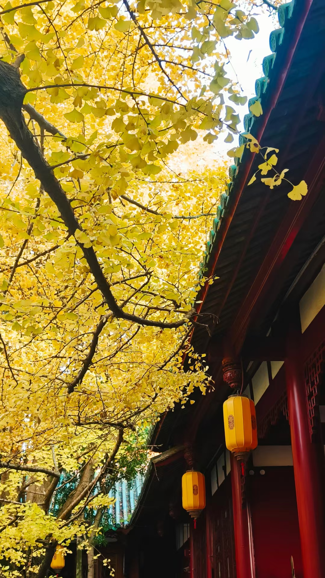 白岩寺的银杏