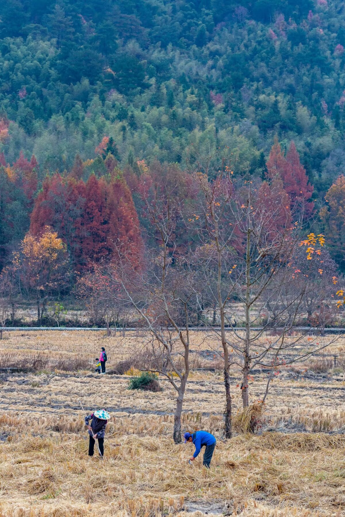 方塘—青龙湾红杉林—朱旺村—宏村—塔川